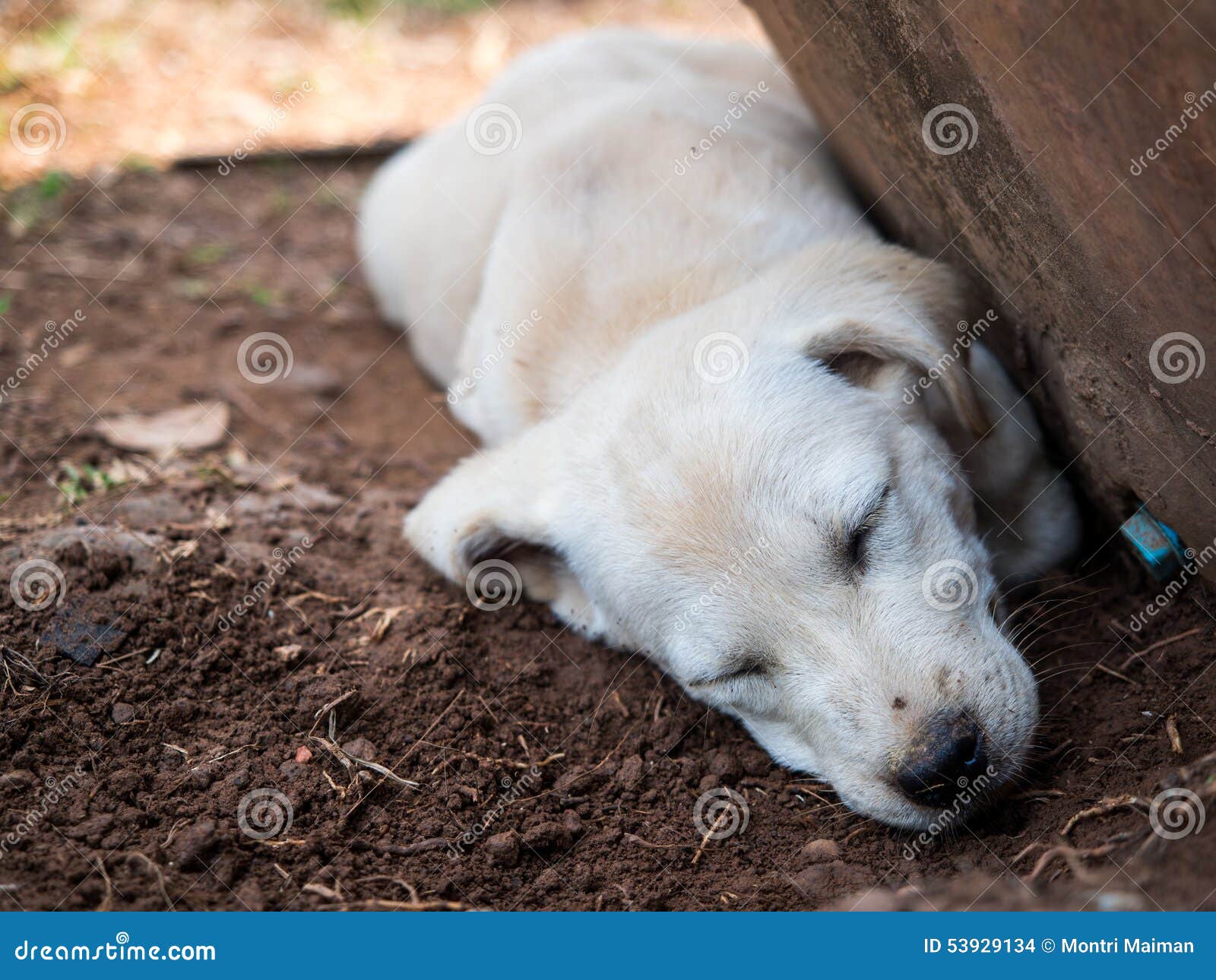 Dog sleep. stock photo. Image of doggy, nose, brown, lifestyle 53929134