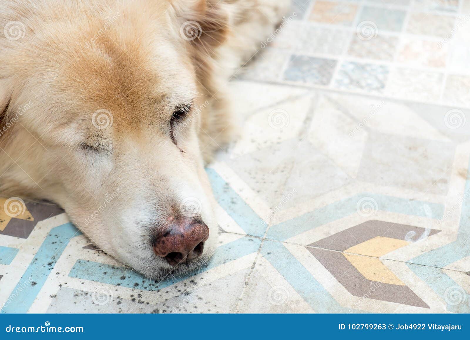 Dog sleep on the floor stock image. Image of resting 102799263