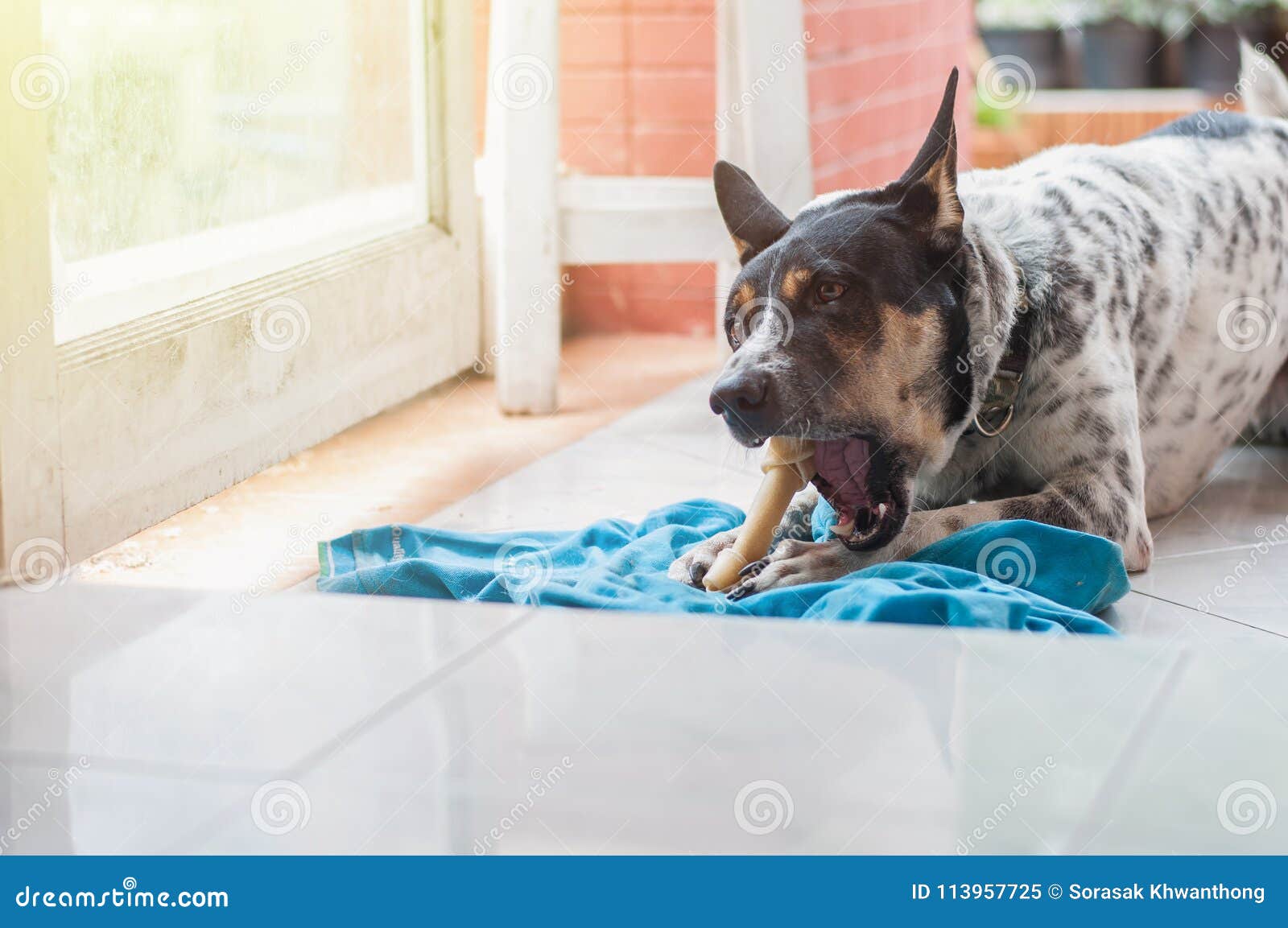 The Dog Sleep and Gnaw Bone Stock Image Image of friend, eating 113957725