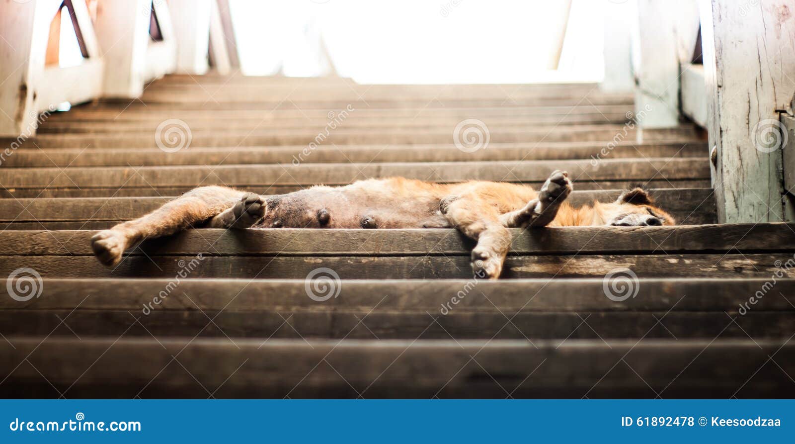 A dog sleep on old stair stock photo. Image of grand 61892478