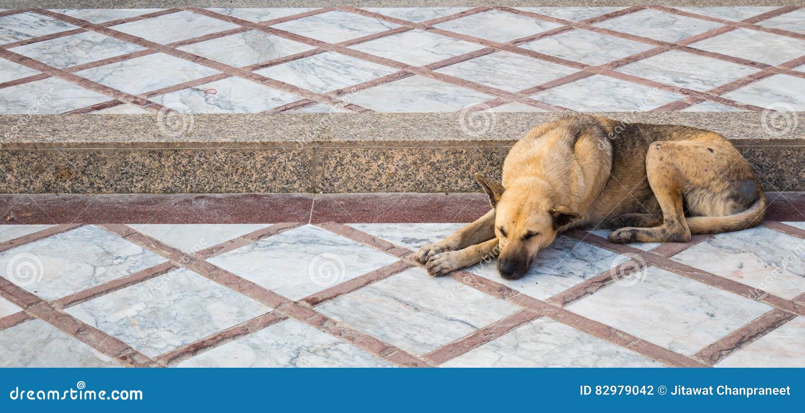The Dog sleep on stair. stock photo. Image of stairs 82979042