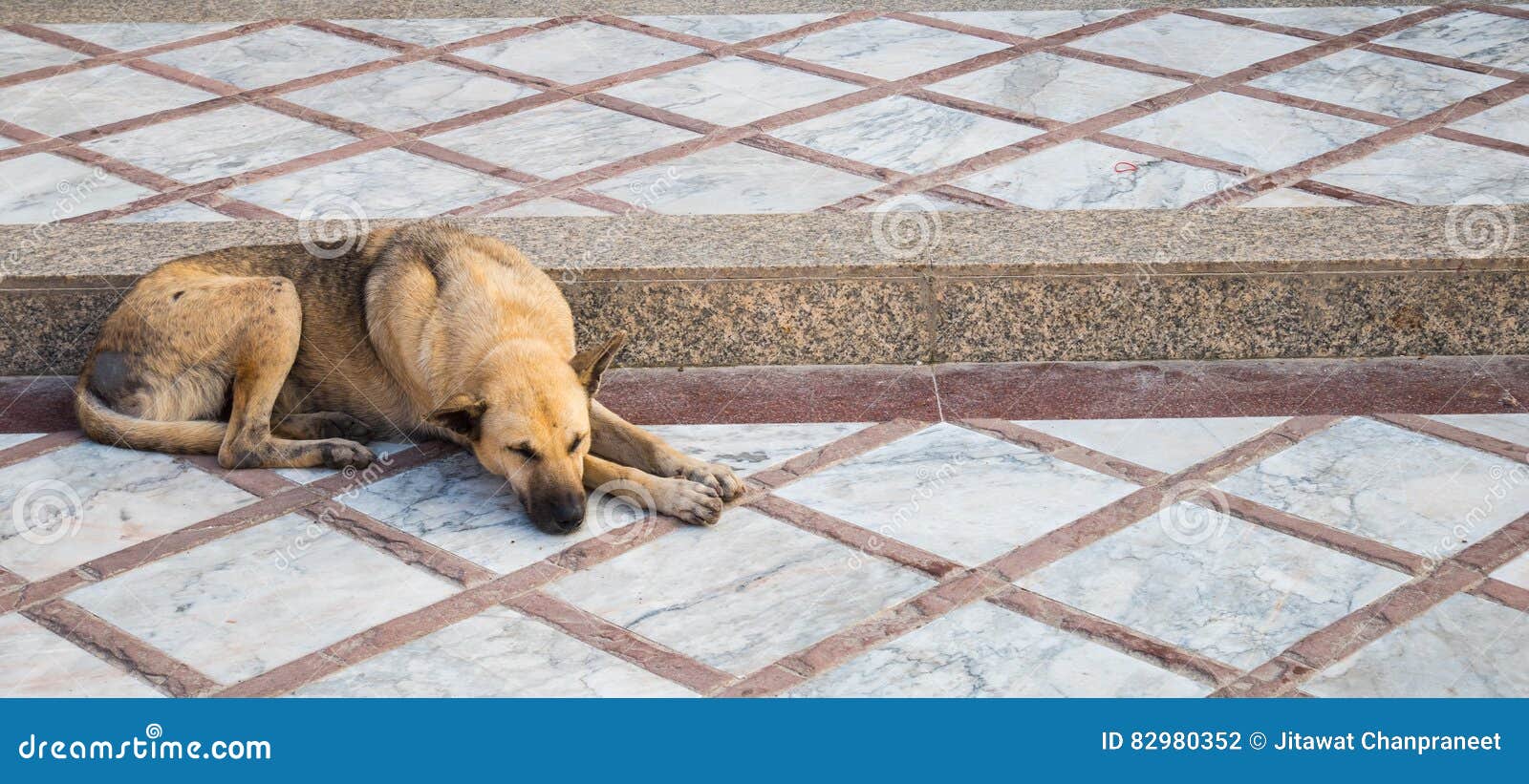 The Dog sleep on stair. stock photo. Image of head, stairs 82980352