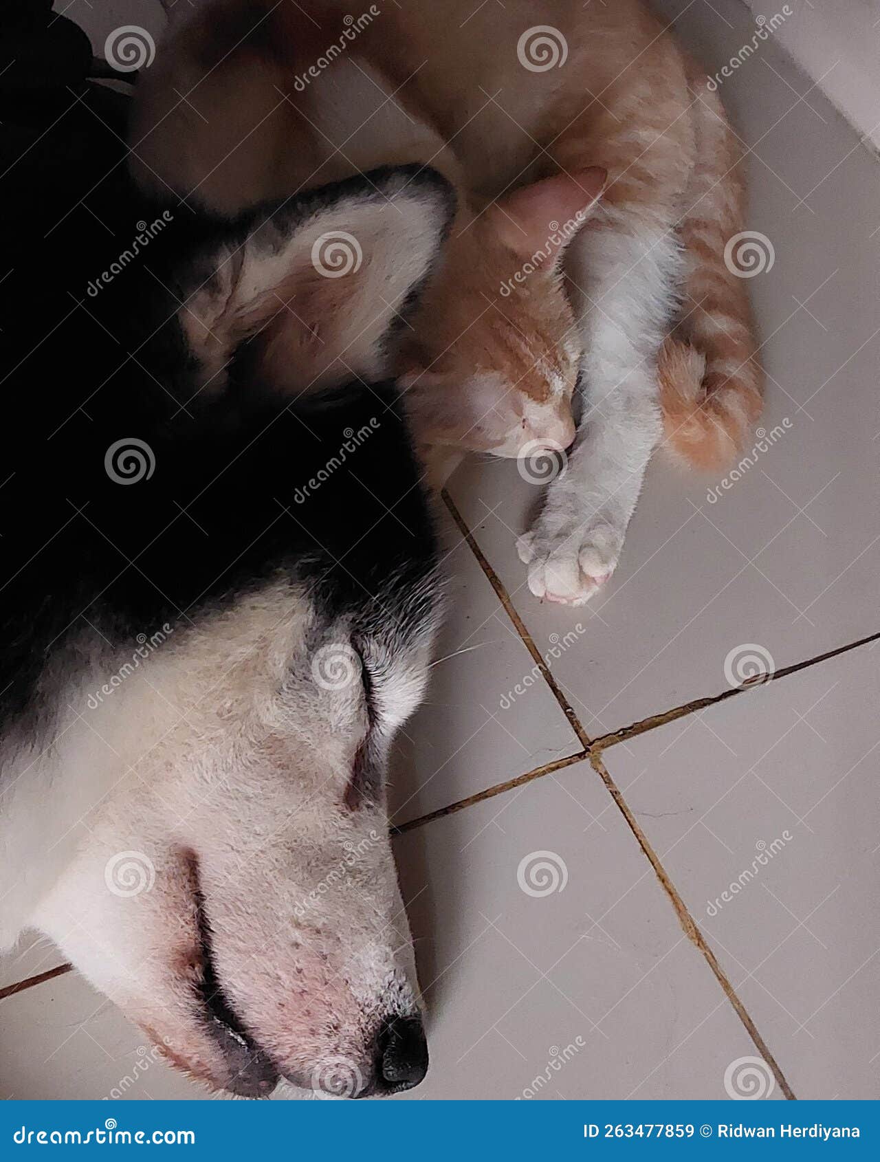 Dog Sleep Together with Funny Cat Stock Image Image of organ, hand
