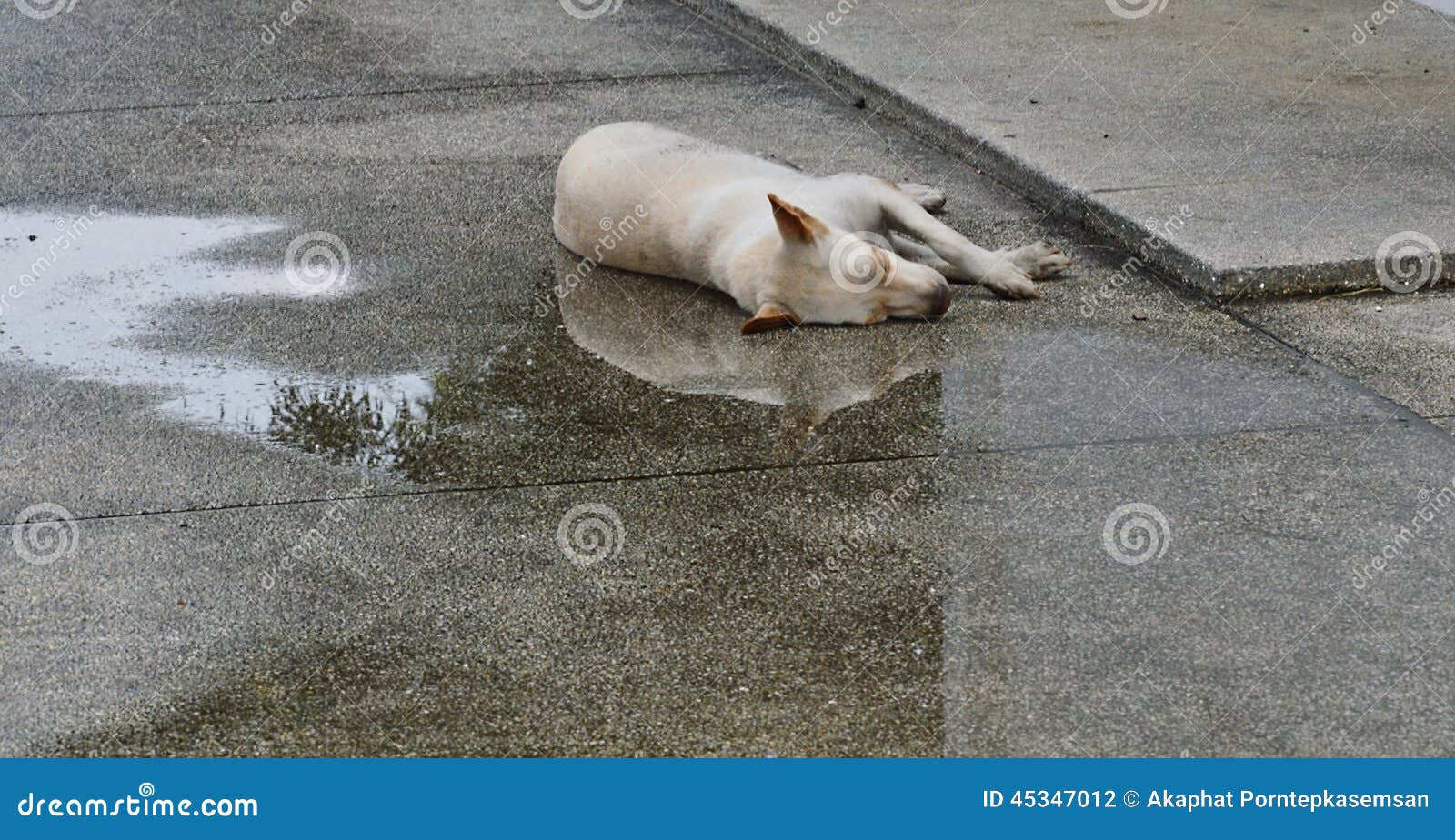 Dog sleep on wet ground stock photo. Image of water, sleep 45347012