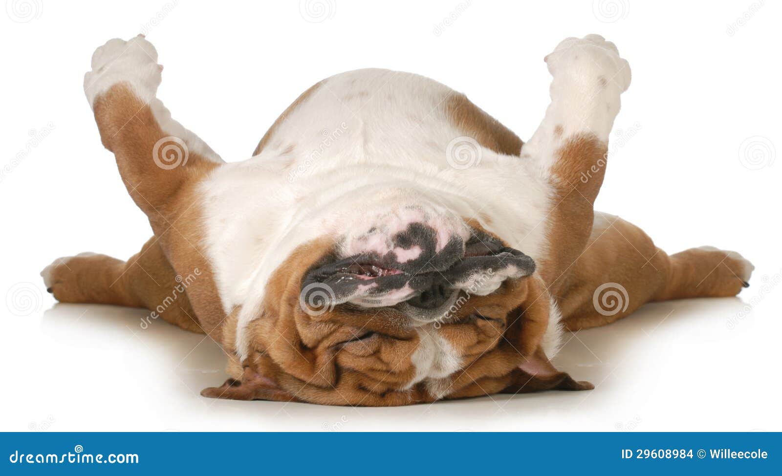 Dog sleeping stock photo. Image of goofy, funny, isolation 29608984
