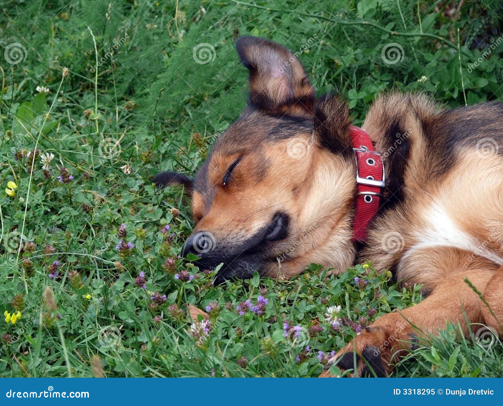 Dog sleeping stock image. Image of healthy, dogs, mammal 3318295