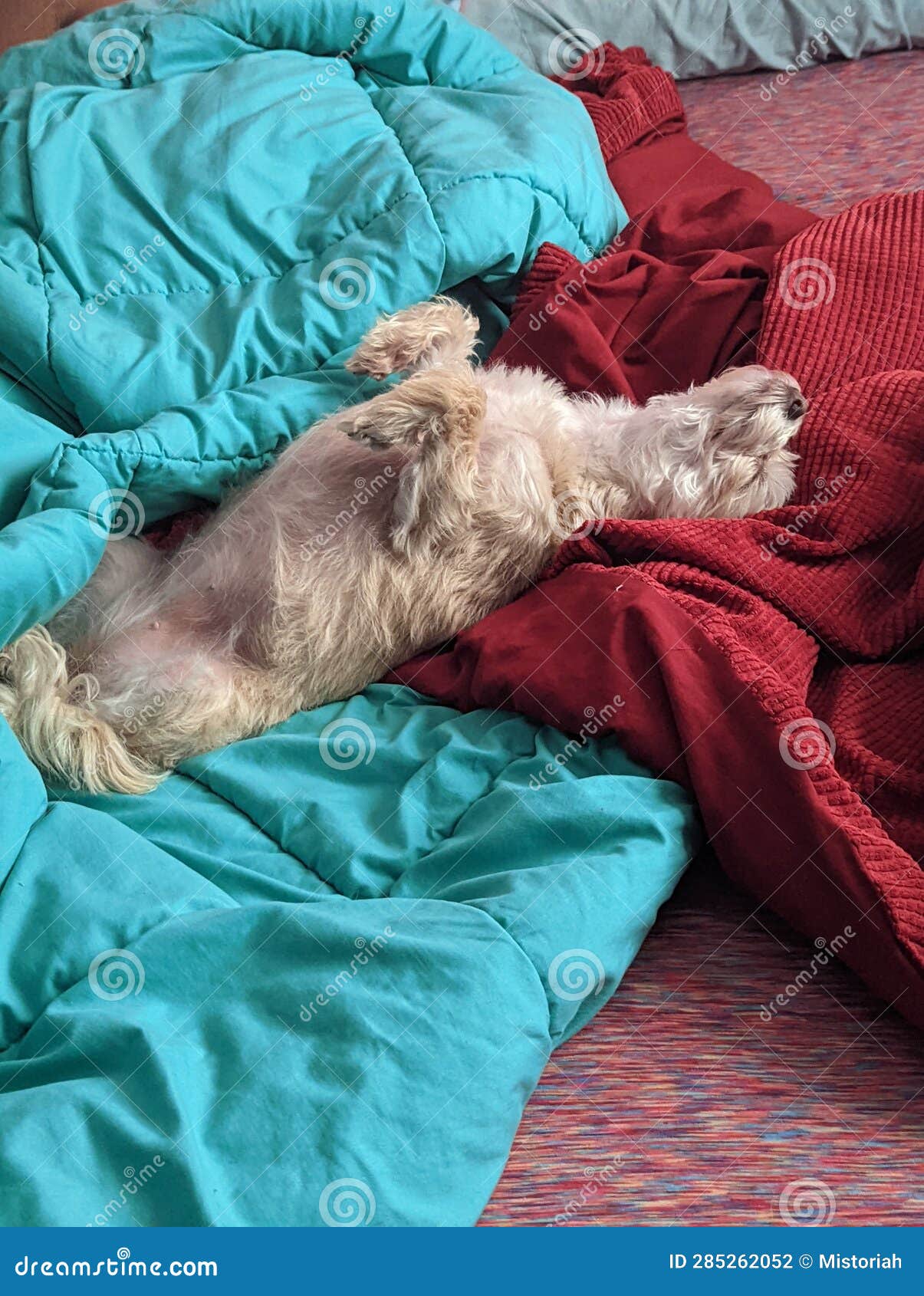 Dog Sleeping on Back in Bed with Feet and Air Stock Photo Image of