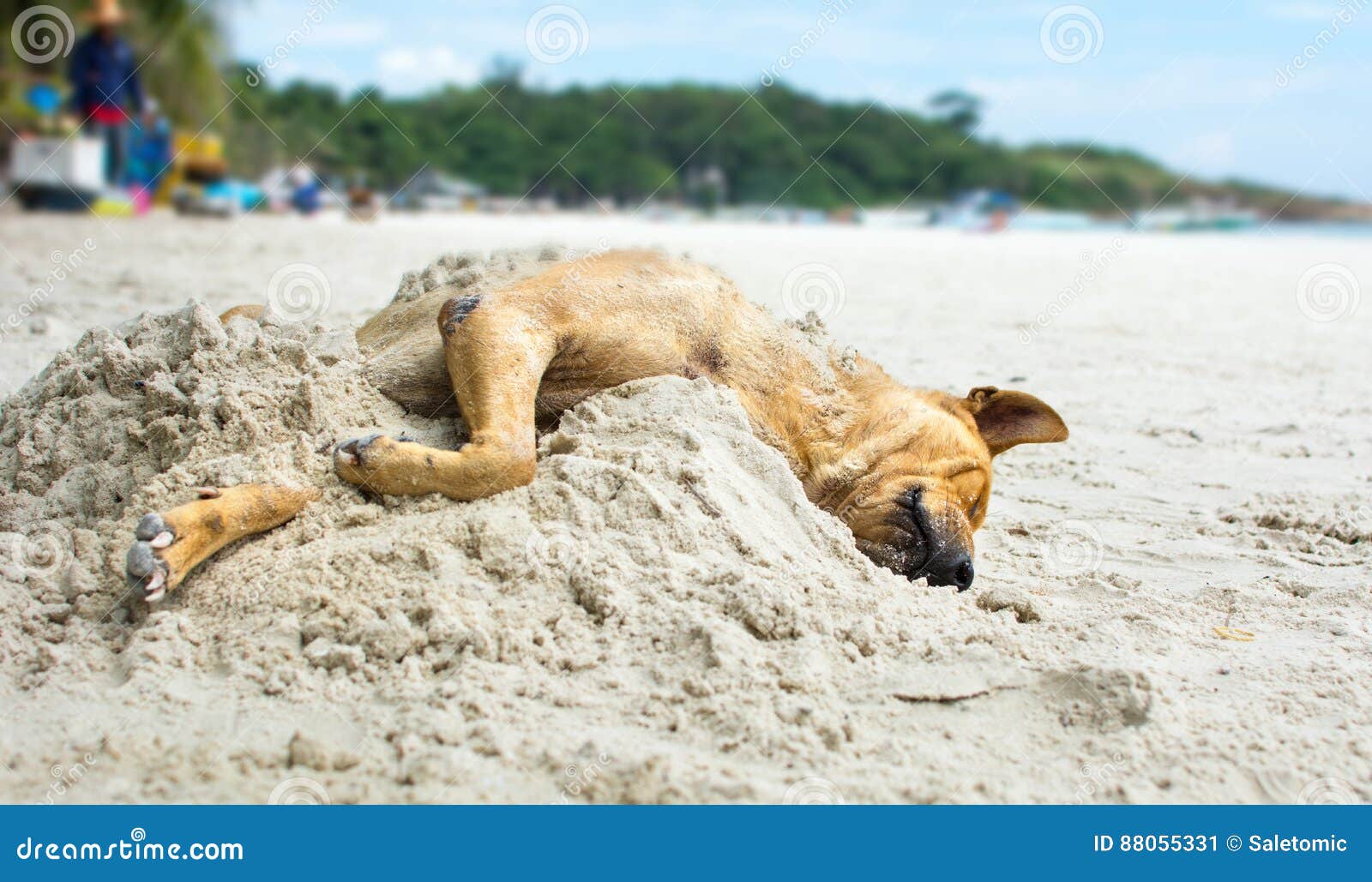 Dog Sleeping on a Beach Covered with Sand Stock Image Image of