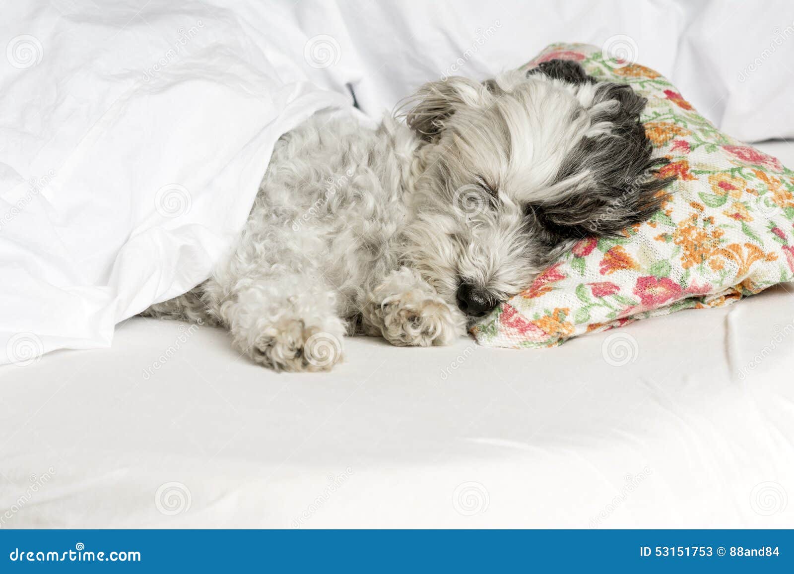 Dog sleeping in bed stock image. Image of bedroom, adorable 53151753