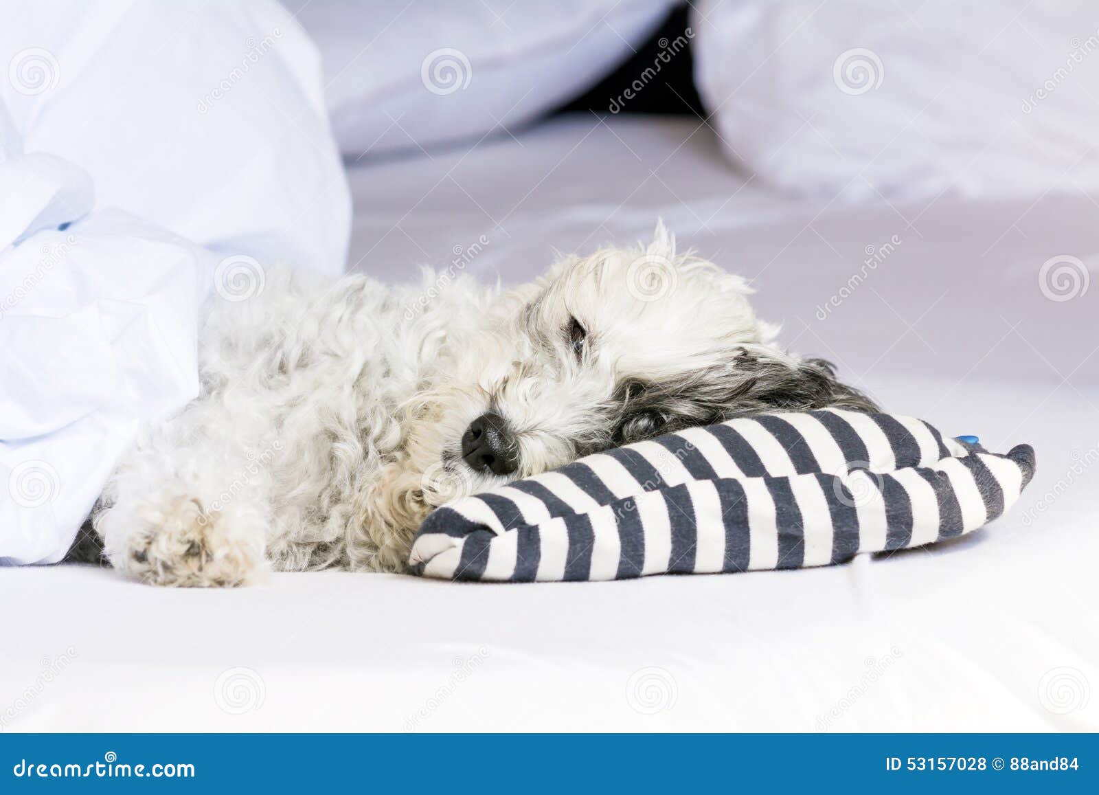 Dog sleeping in bed stock photo. Image of happy, canine 53157028