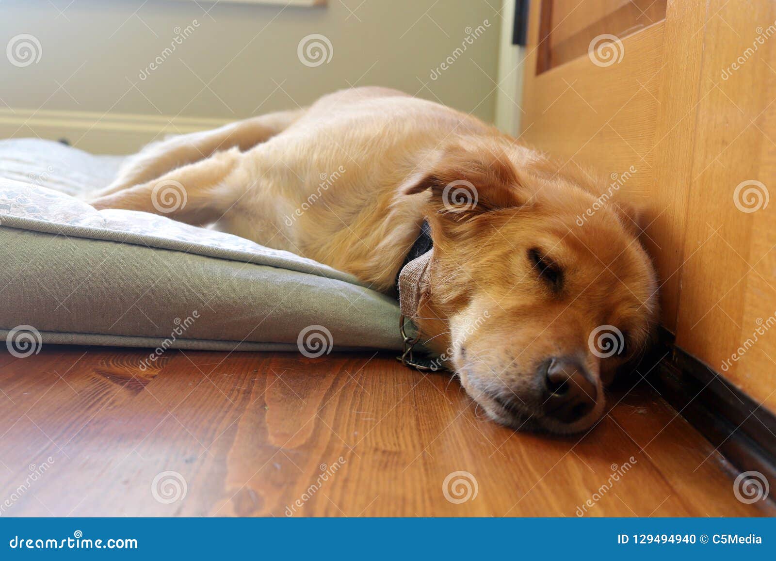 Dog sleeping on bed stock photo. Image of animal, canine 129494940