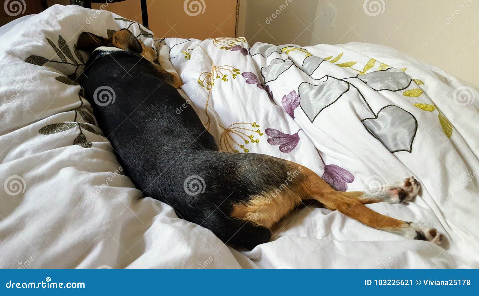 A dog sleeping on the bed stock image. Image of sleeping 103225621