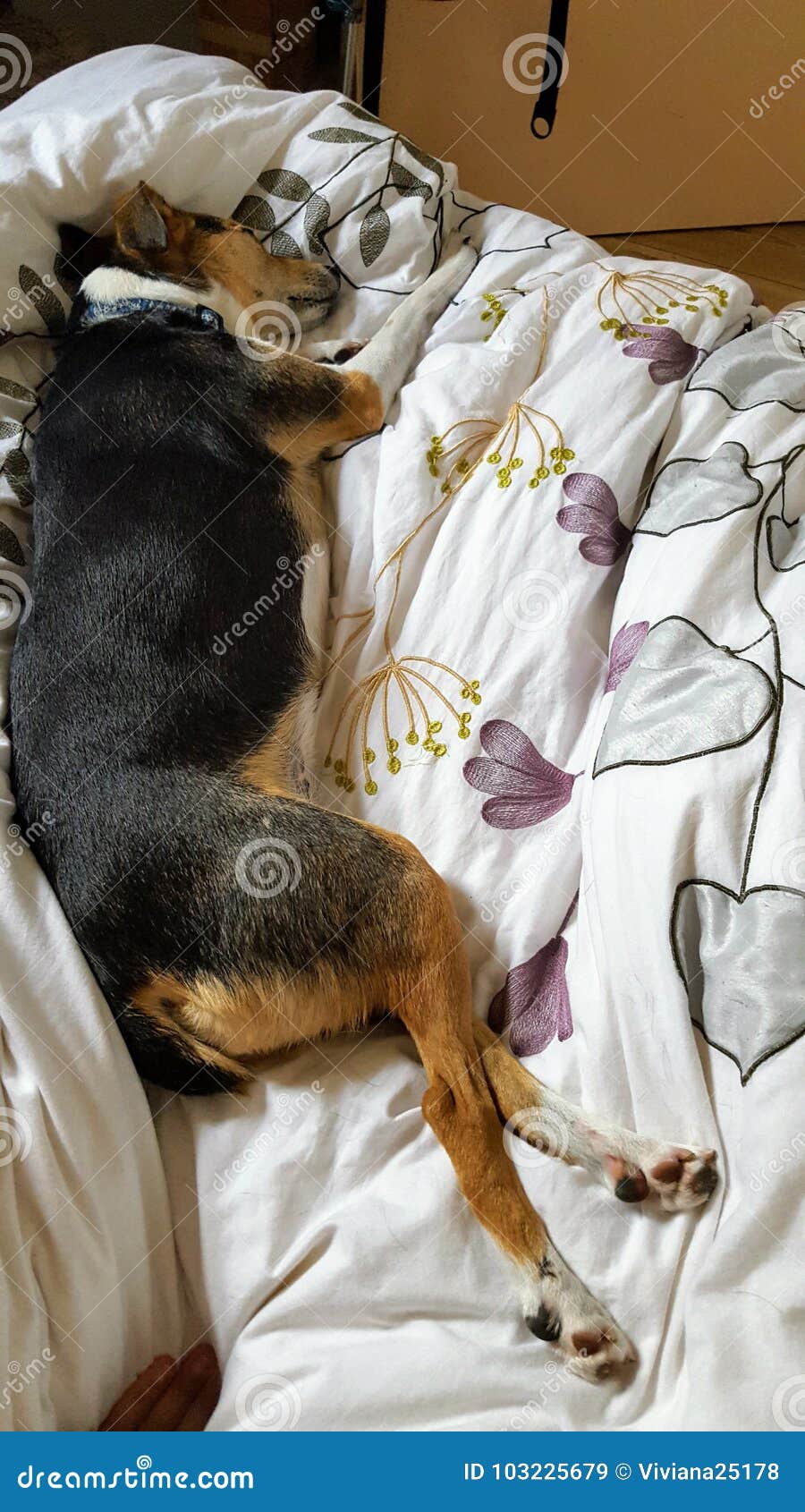 A dog sleeping on the bed stock image. Image of love 103225679