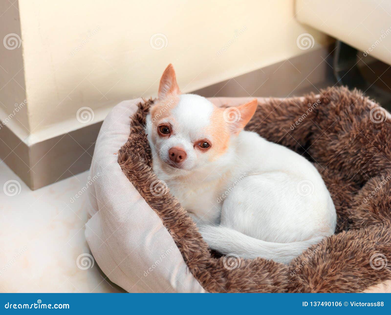 small dog sleeping in bed