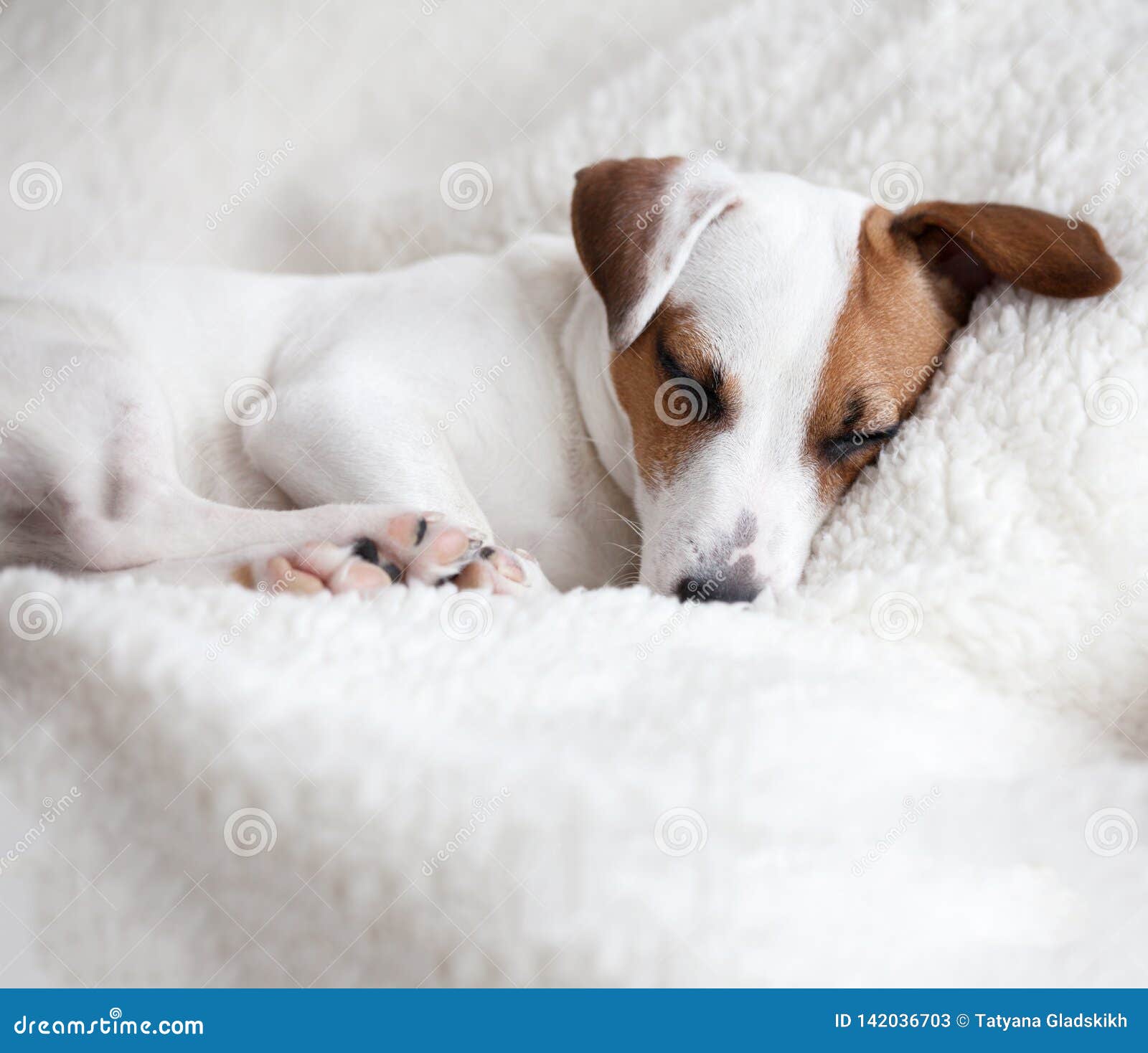 Dog sleeping on a bed stock image. Image of dreamlike 142036703