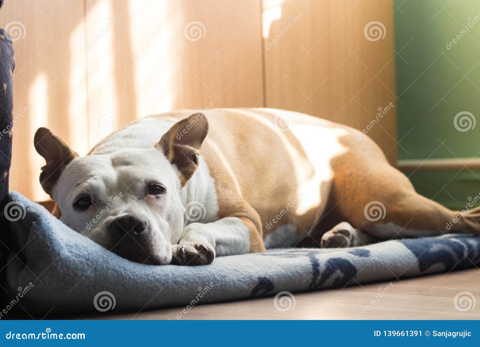 Dog Sleeping on the Blanket Stock Image Image of emotion, cheerful