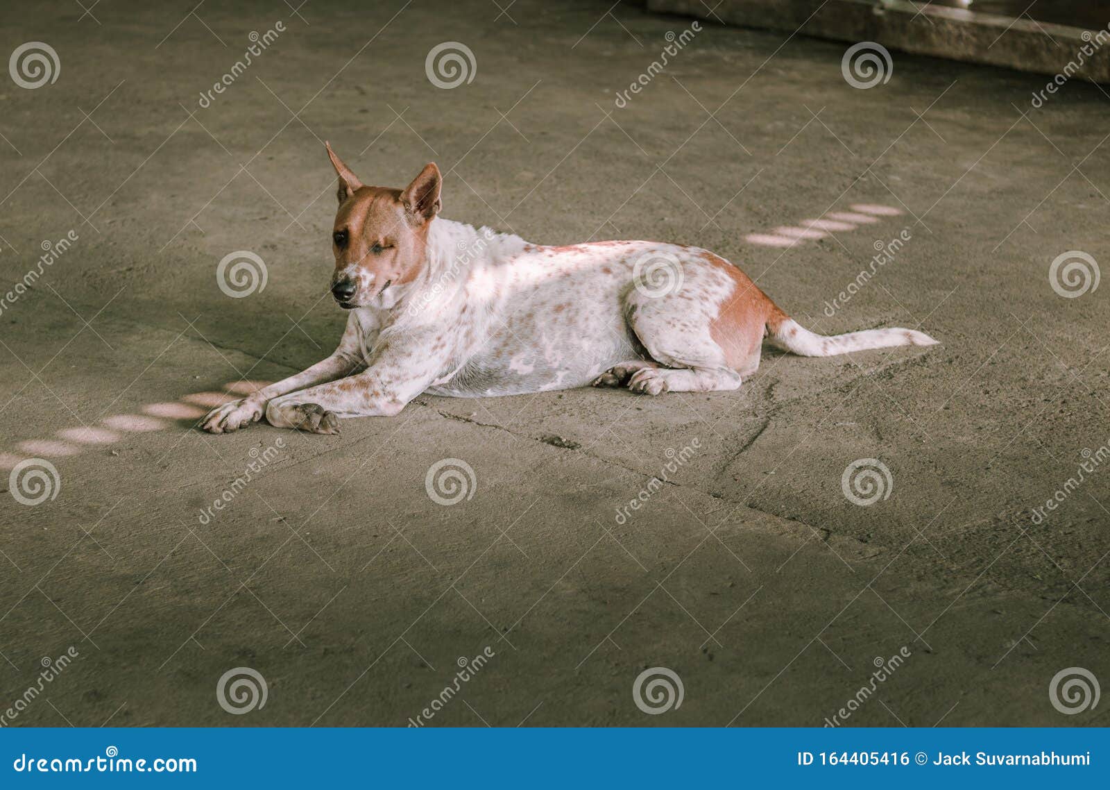 A Dog Sleeping on the Cement Ground Stock Photo Image of beautiful