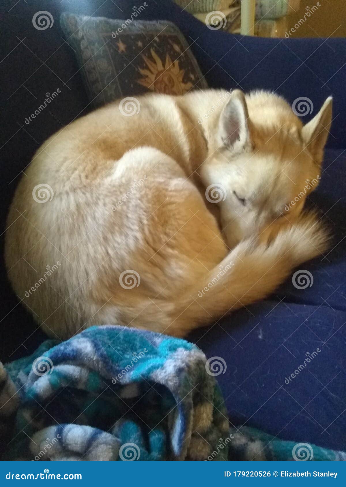 Dog sleeping on couch stock photo. Image of animal, couch 179220526