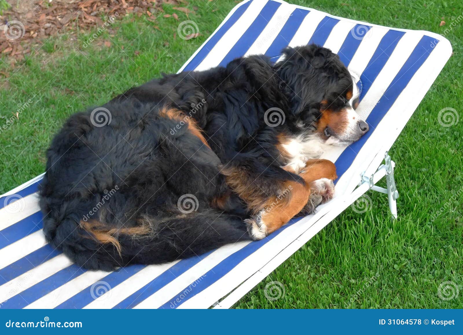 Dog sleeping stock photo. Image of green, pets, companionship 31064578