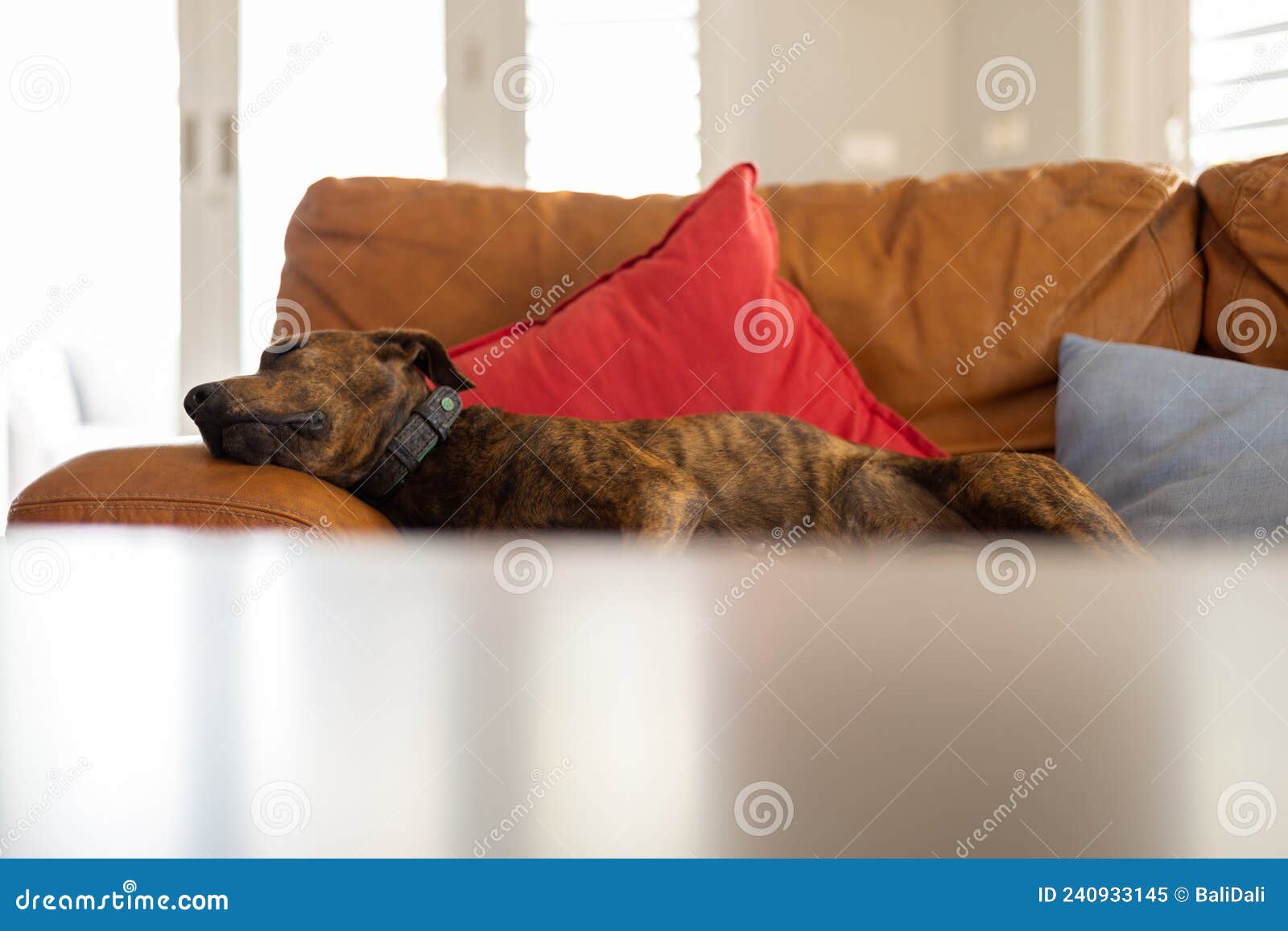 The Dog Sleeping on a Couch. Brindle Dog. Stock Image Image of room