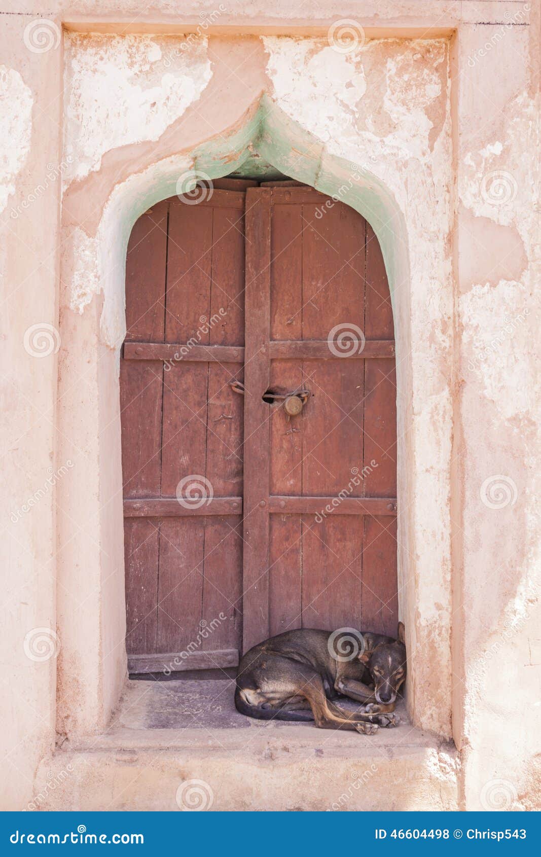 Dog Sleeping on a Door Step Stock Photo Image of sleeping, crack