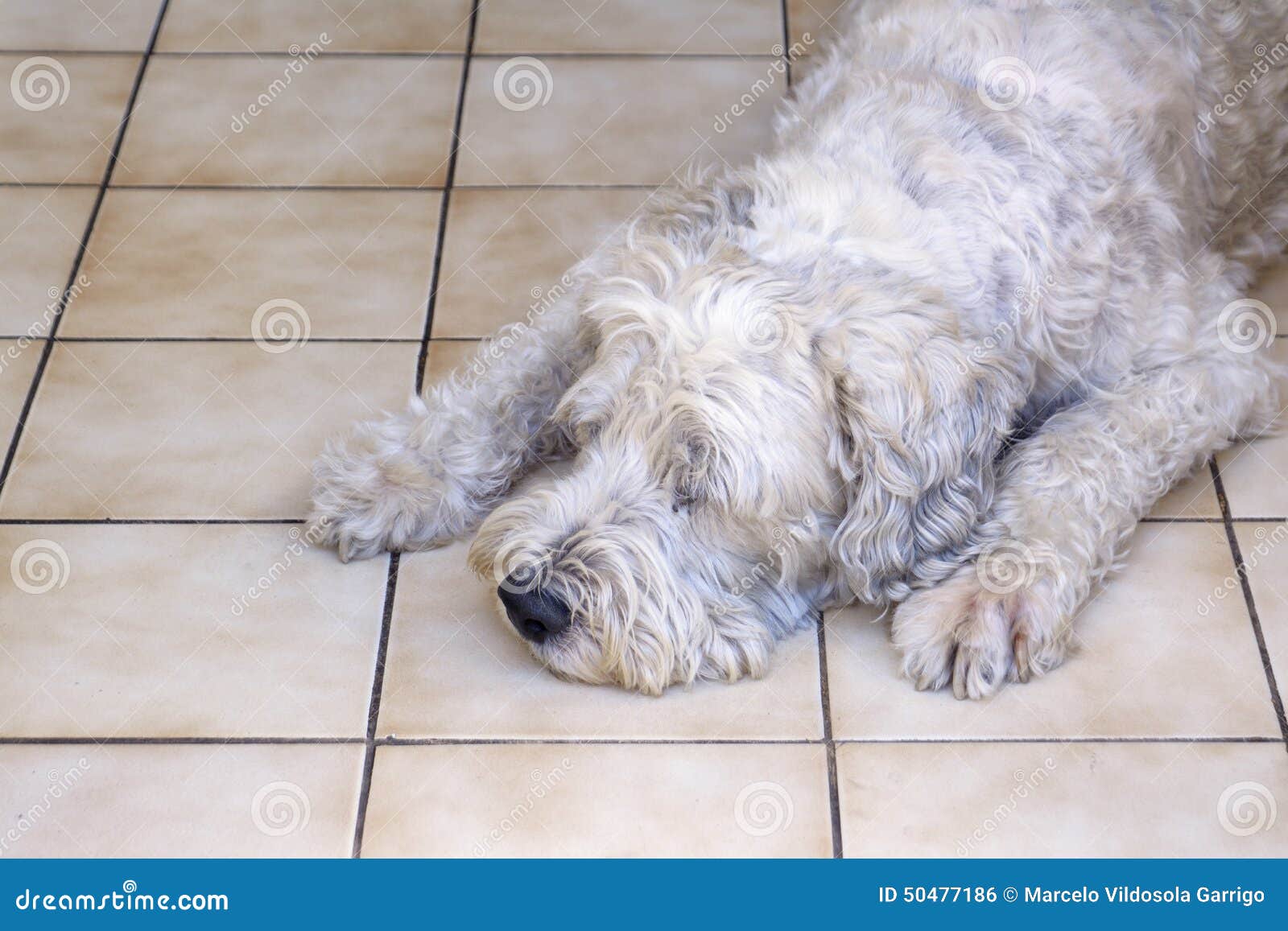 Dog sleeping stock photo. Image of ceramic, mammal, sleeping 50477186