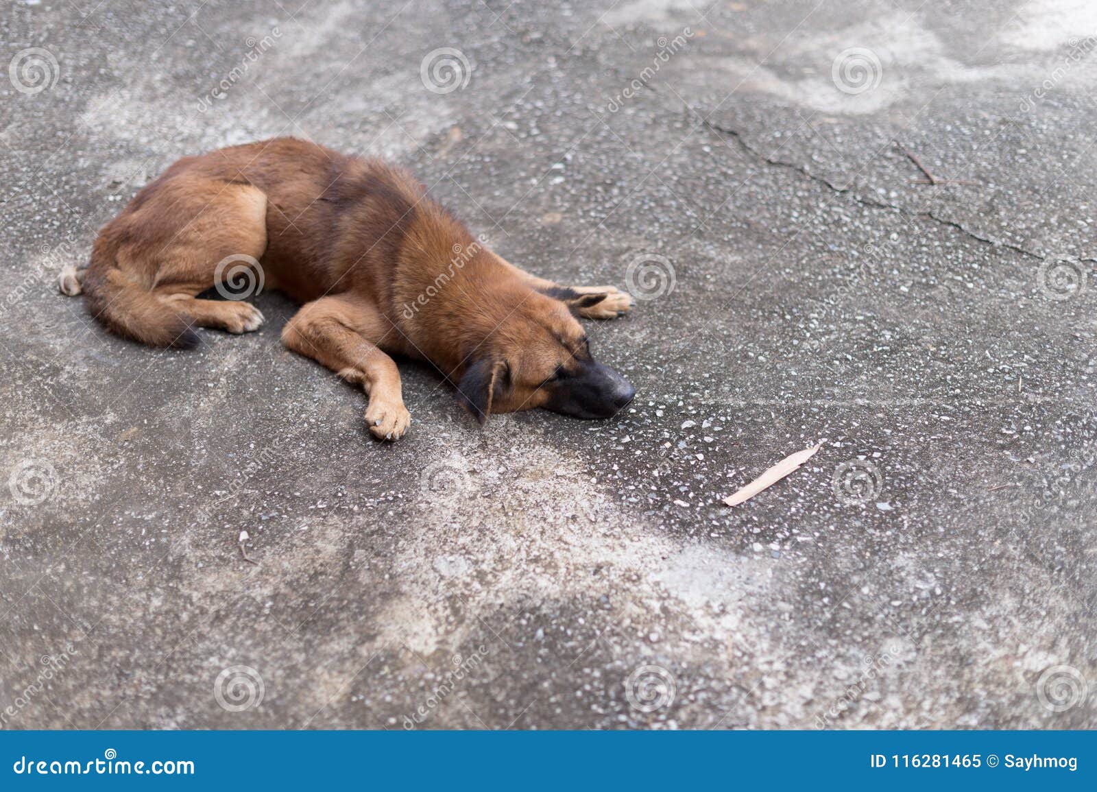 Dog sleeping on floor stock image. Image of mammal, background 116281465