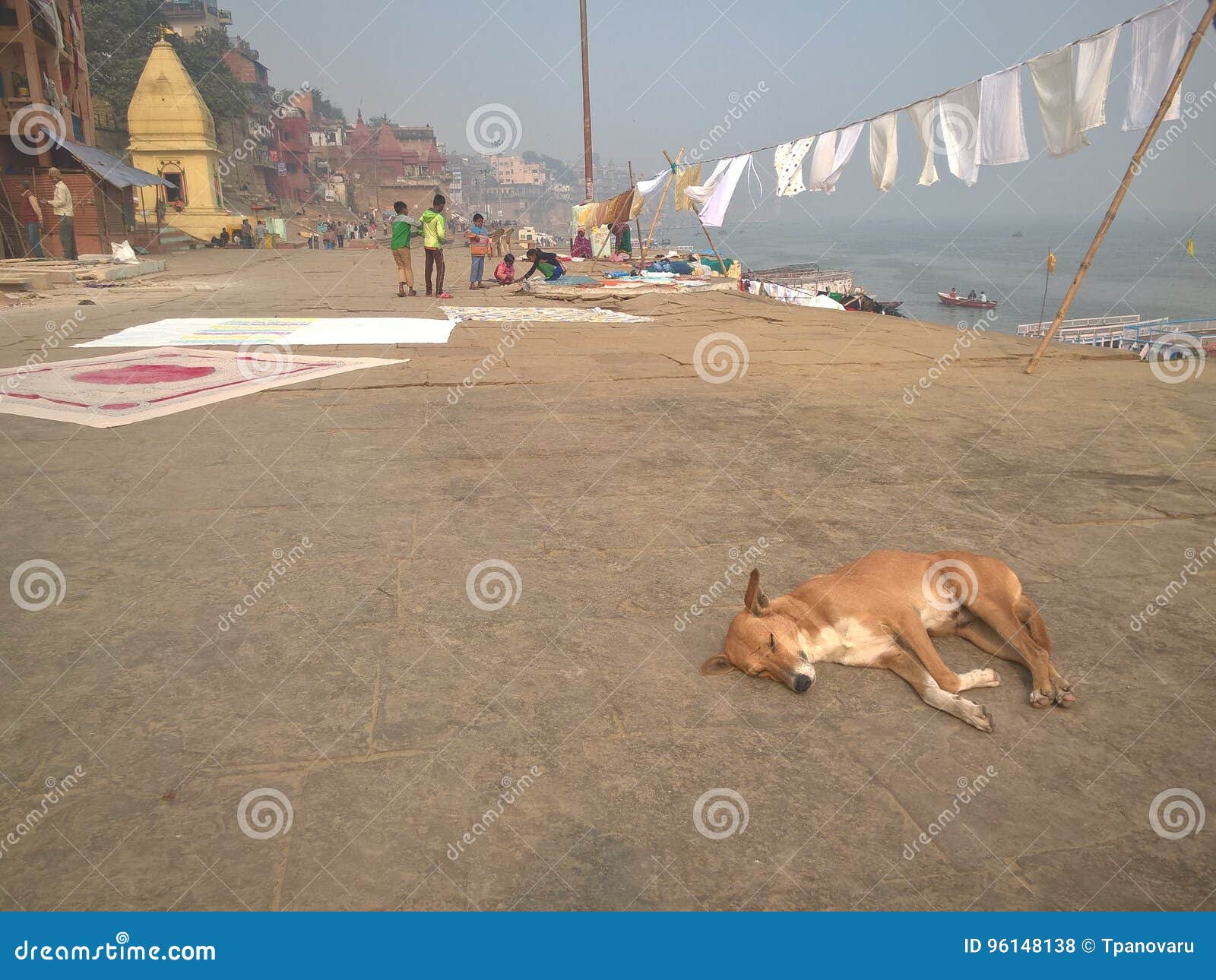 Dog Sleeping at the Ghaat of Varanasi, India Editorial Stock Photo