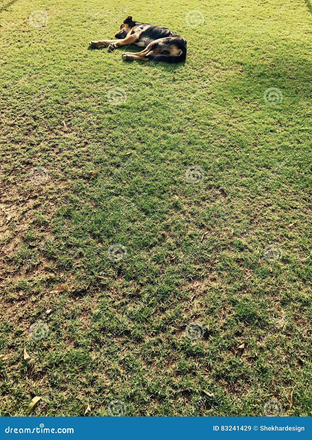 Dog sleeping stock image. Image of ground, sleeping, grass 83241429