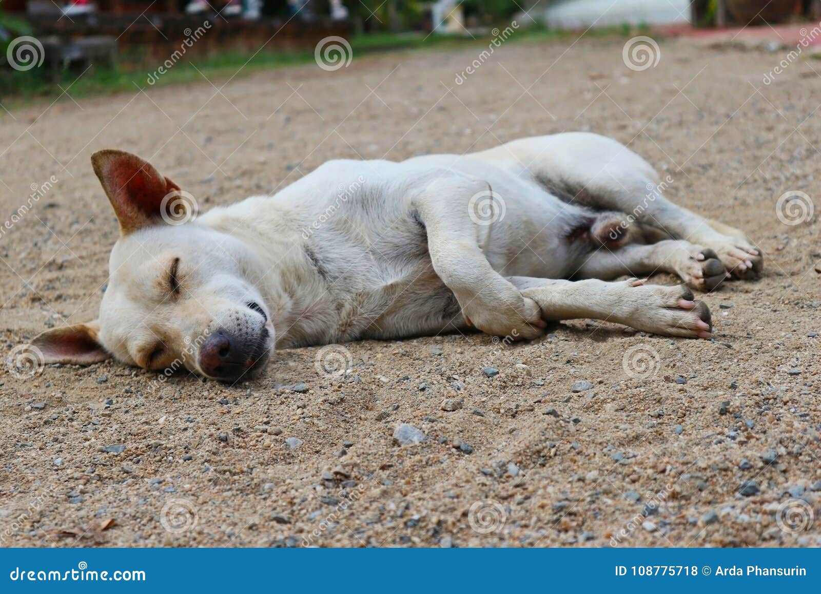 A Dog Sleeping on the Ground Stock Photo Image of breed, cute 108775718