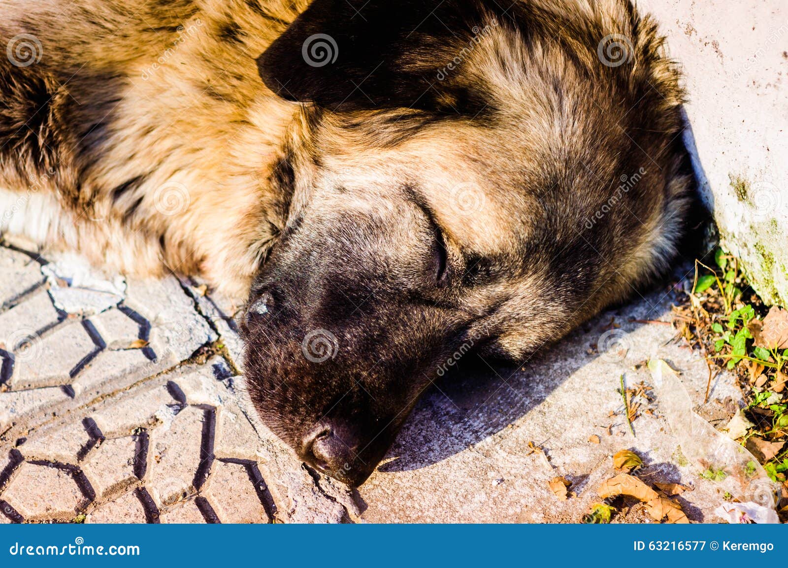 Dog Sleeping on Ground stock image. Image of doggy, animal 63216577