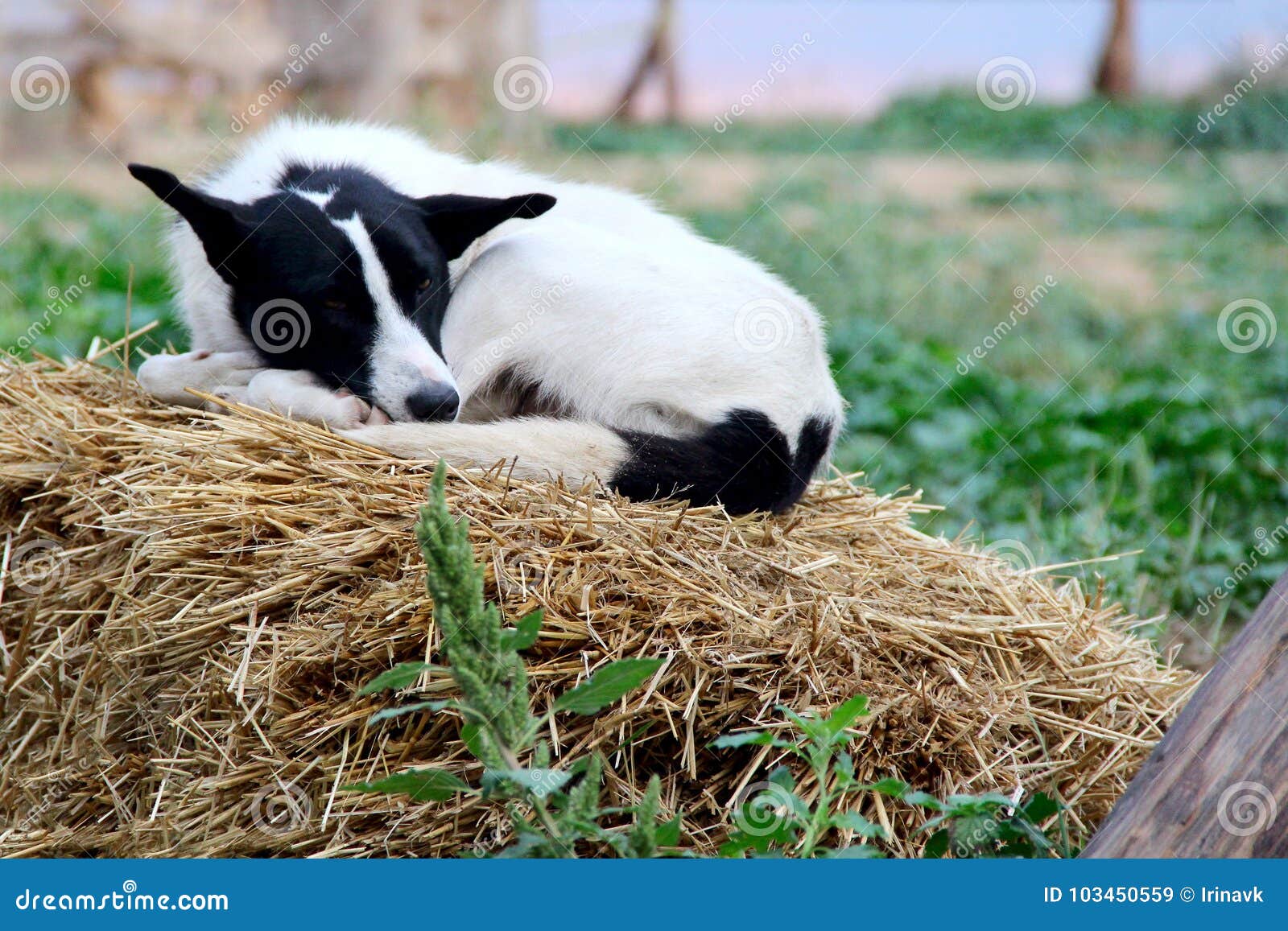 Can Dogs Sleep In Hay