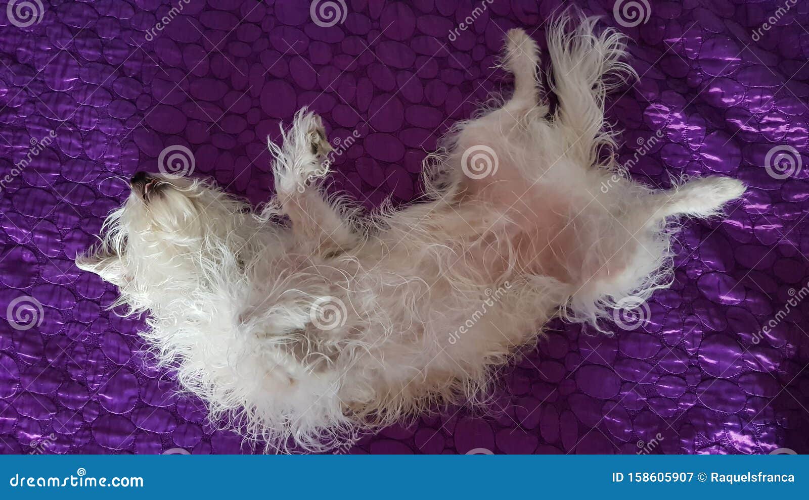 Dog sleeping on his back stock image. Image of snore 158605907