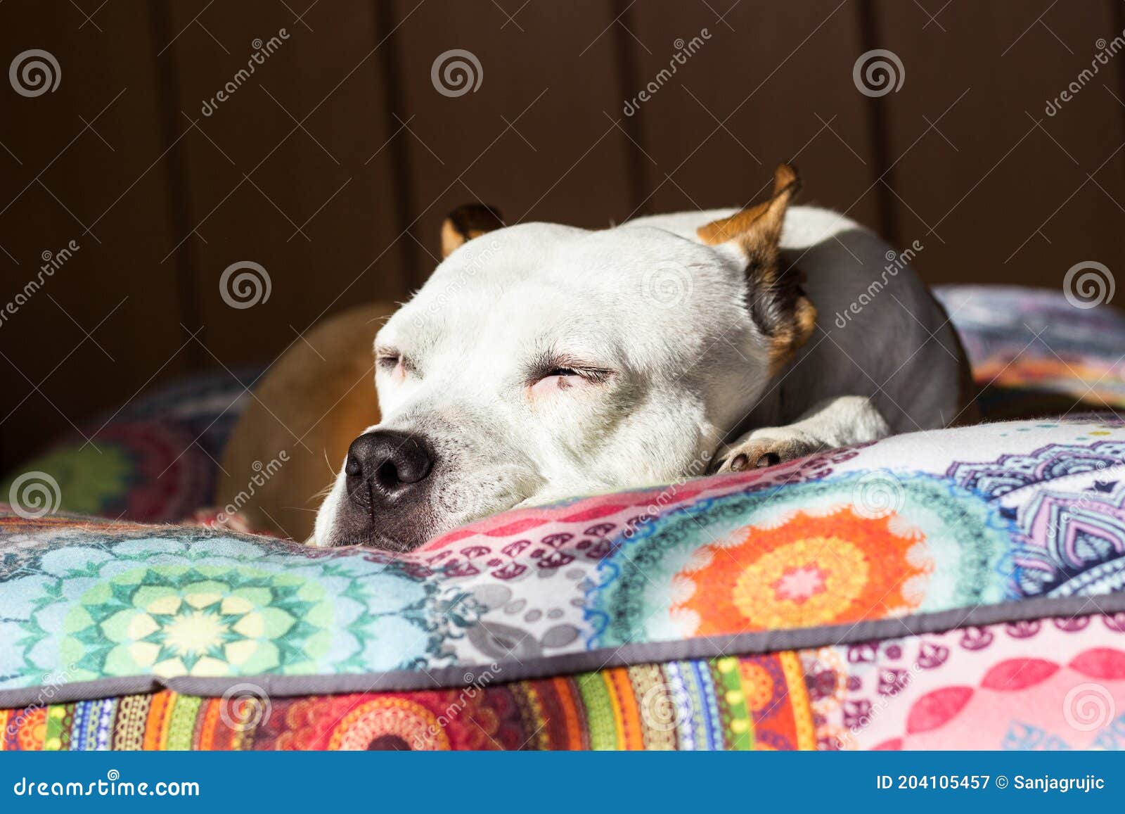 Dog sleeping on his bed stock image. Image of indoors 204105457