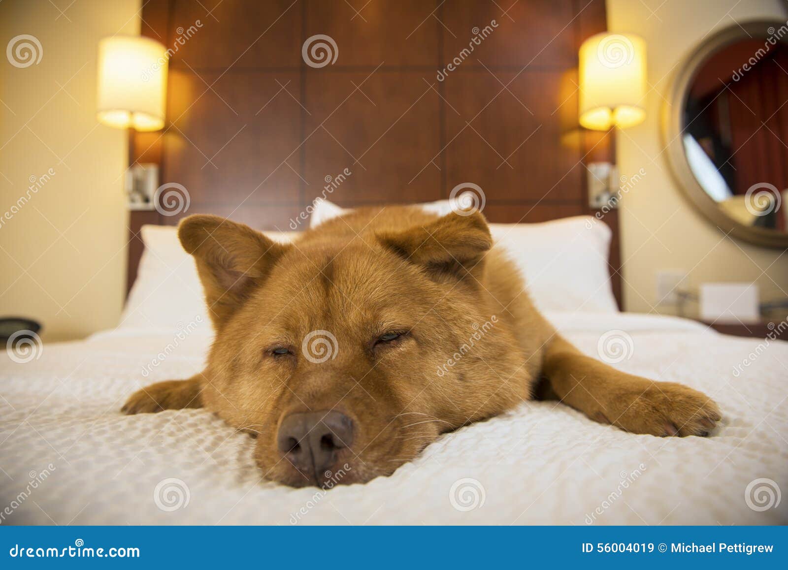 Dog sleeping in hotel room stock image. Image of cute 56004019
