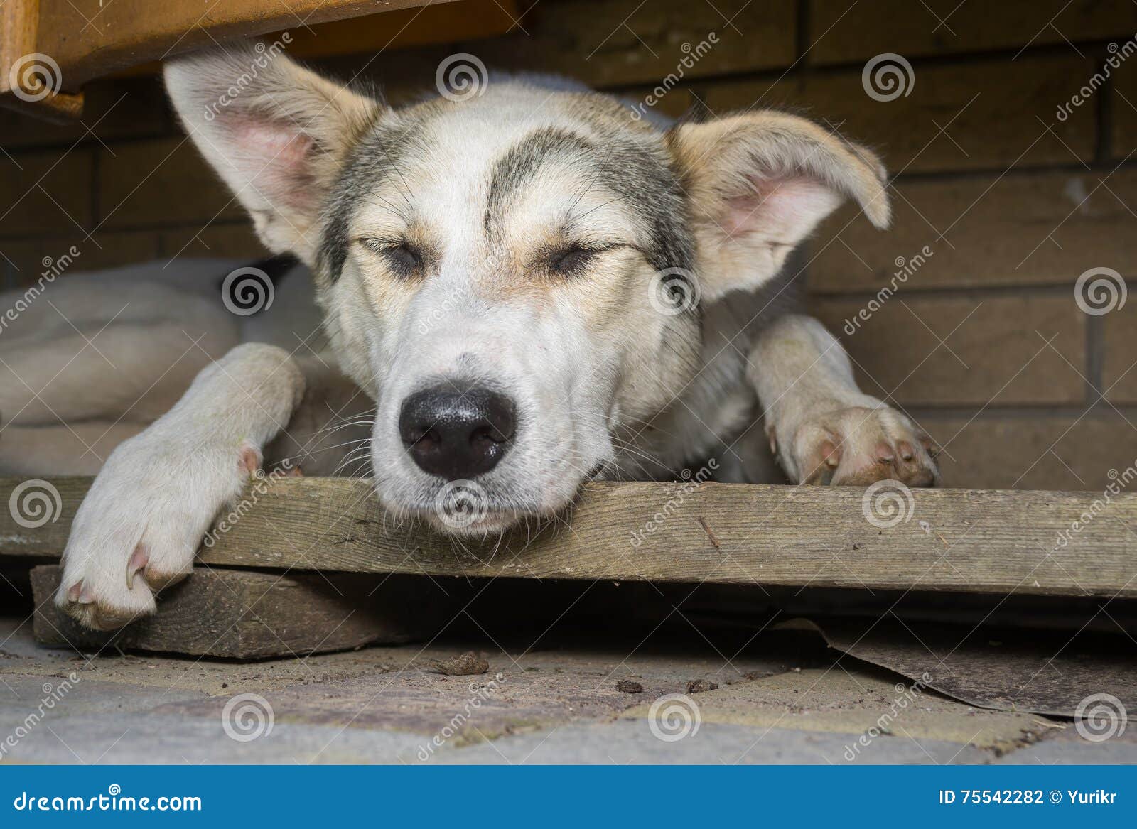 Dog Sleeping in Its Secluded Corner Stock Photo Image of beautiful