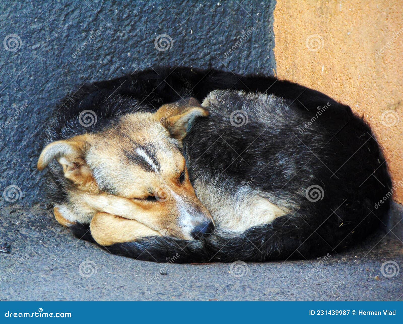 A Dog is Sleeping Next To a Building Stock Image Image of animals