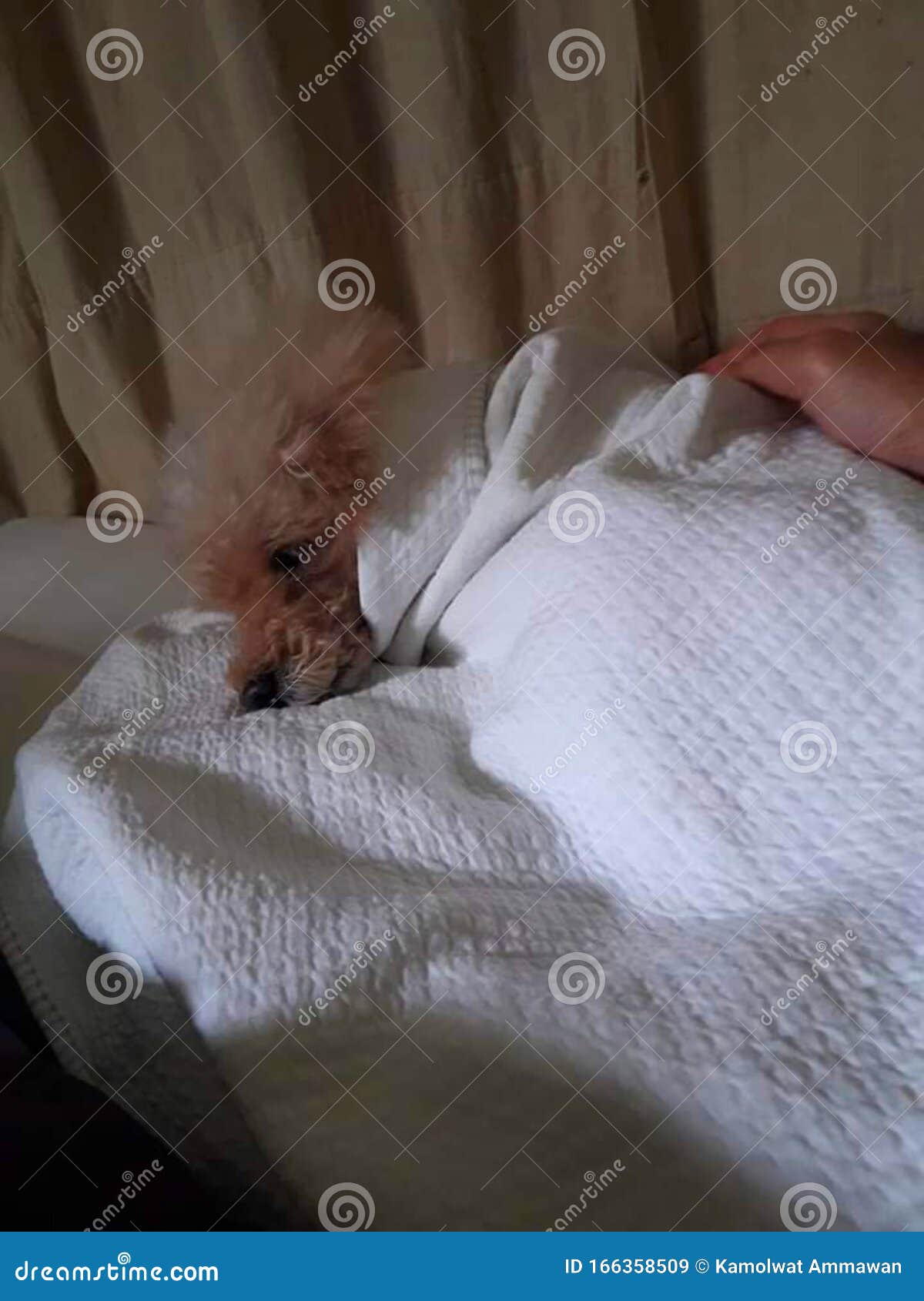 dog, sleeping, pet, cold, warm, indoors, care