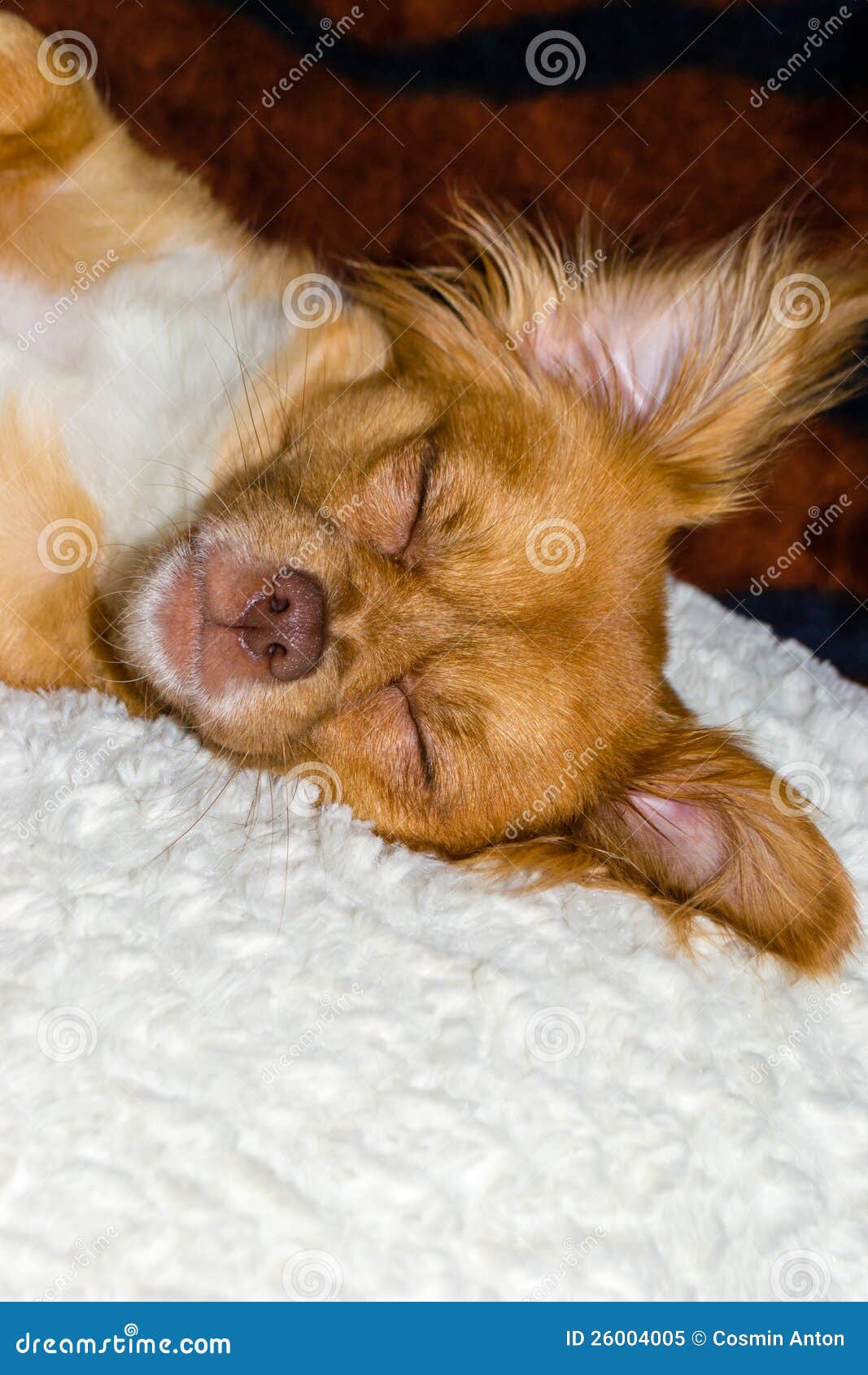 Dog sleeping on pillow stock image. Image of pillow, breed 26004005