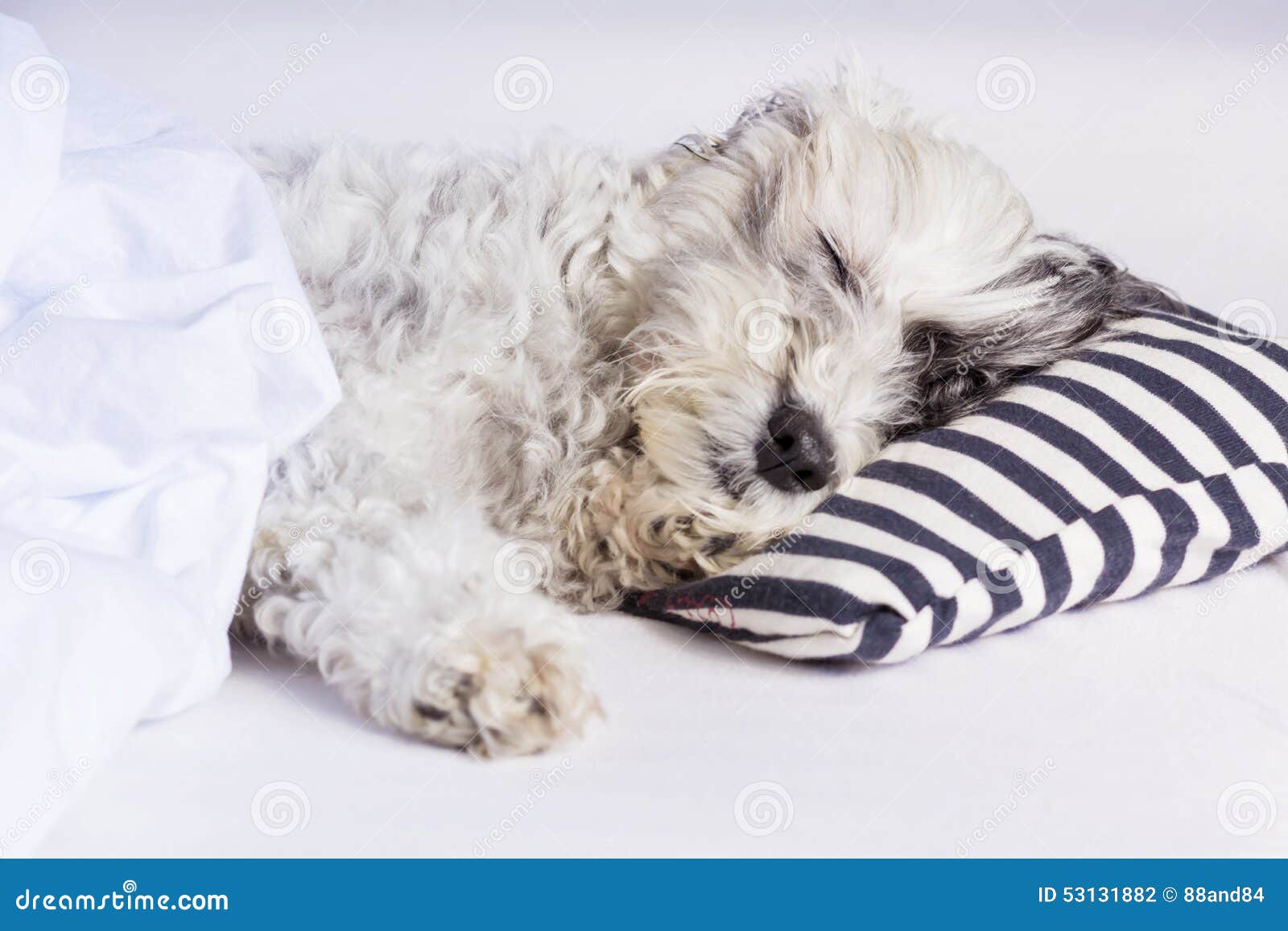 Dog Sleeping on a Pillow with Blue Stripes Stock Photo Image of early