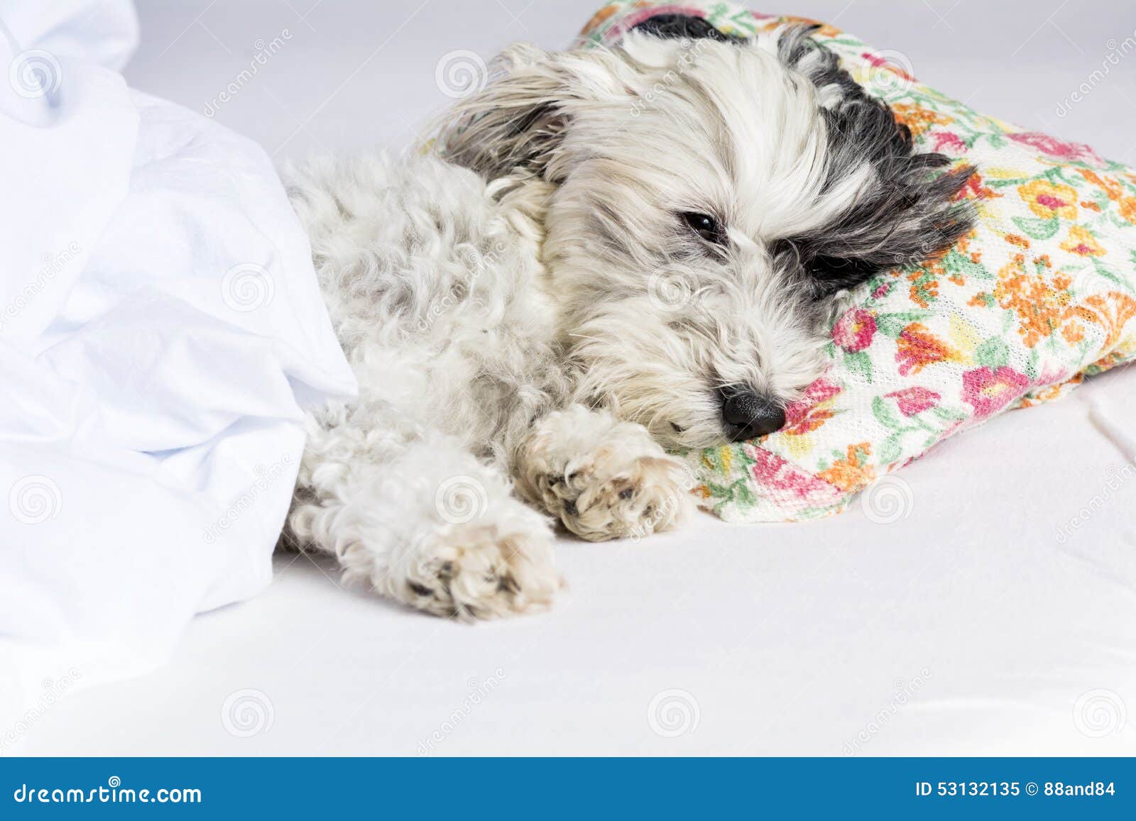 Dog sleeping on a pillow stock image. Image of happy 53132135
