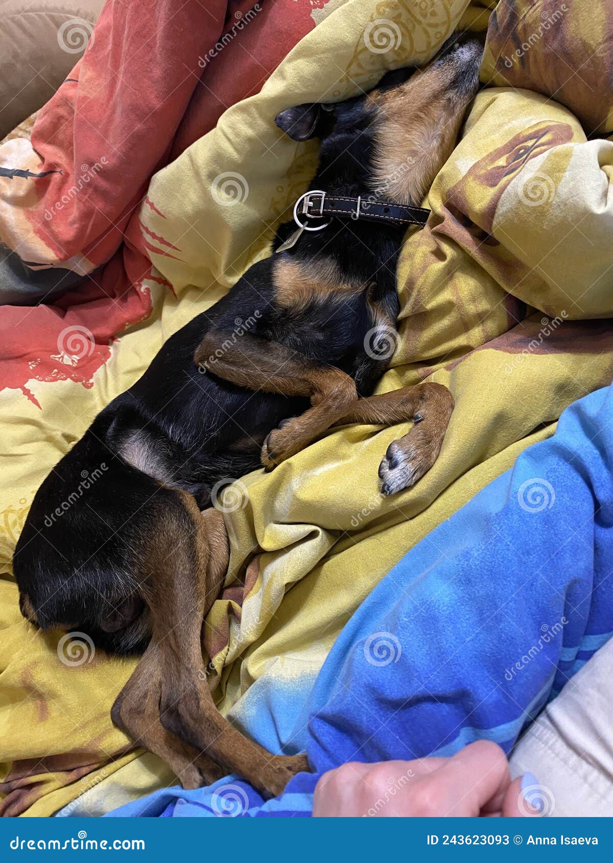 Dog sleeping on a pillow stock image. Image of mammal 243623093