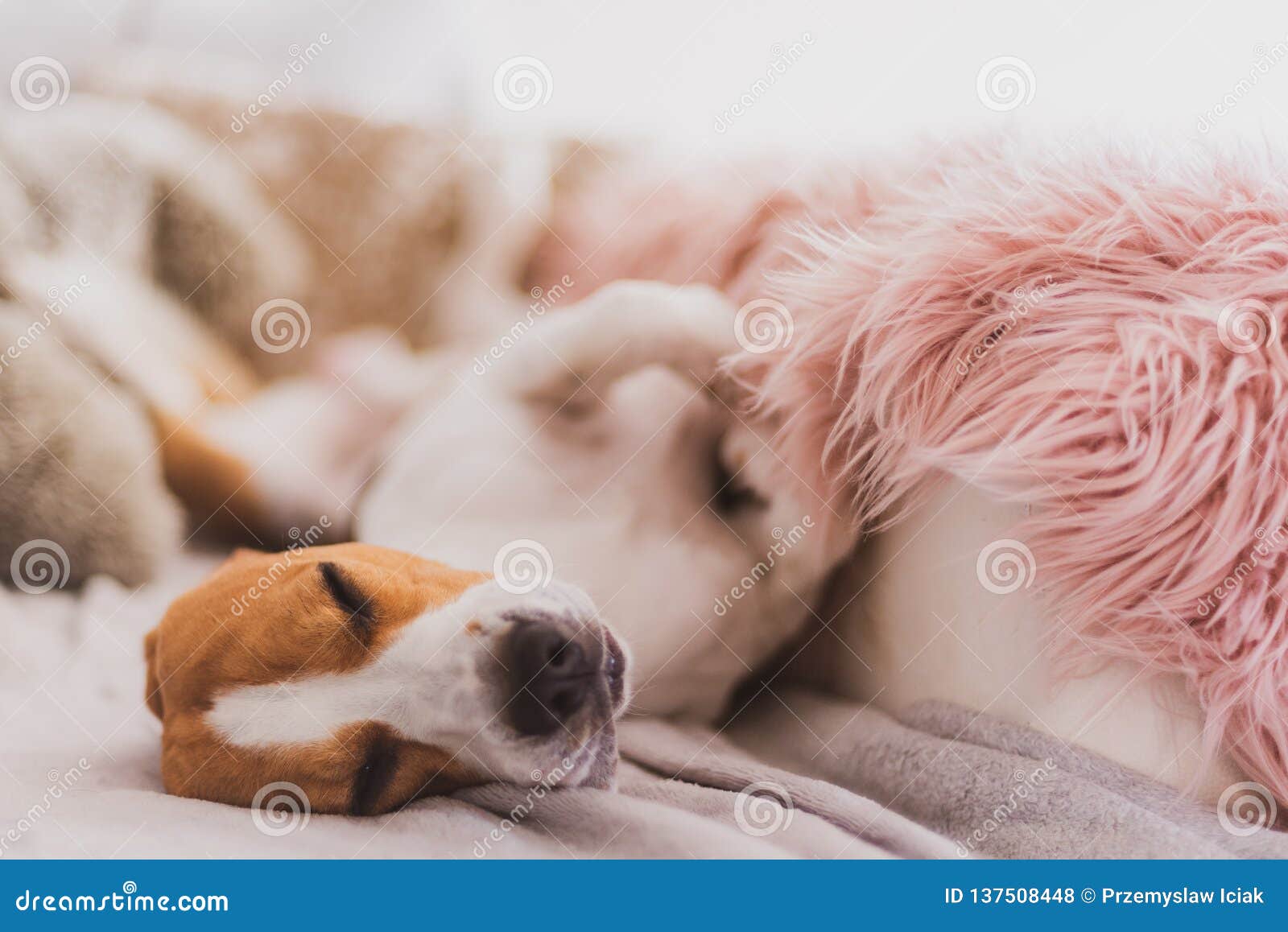 Dog Sleeping On A Sofa On Back Beagle Dog In House Indoors Stock Photo
