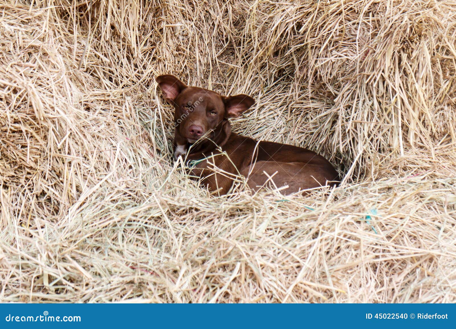 Dog sleeping in straw stock photo. Image of attention 45022540