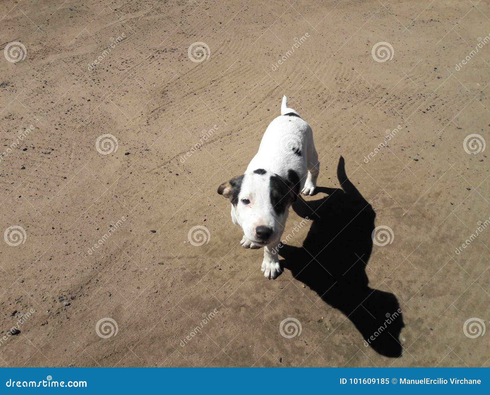 Dog Sleeping in the Sun Fofo Stock Image Image of home, fofo 101609185