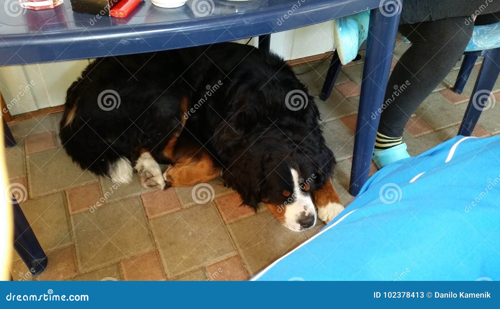 Dog stock image. Image of sleeping, table, floor 102378413