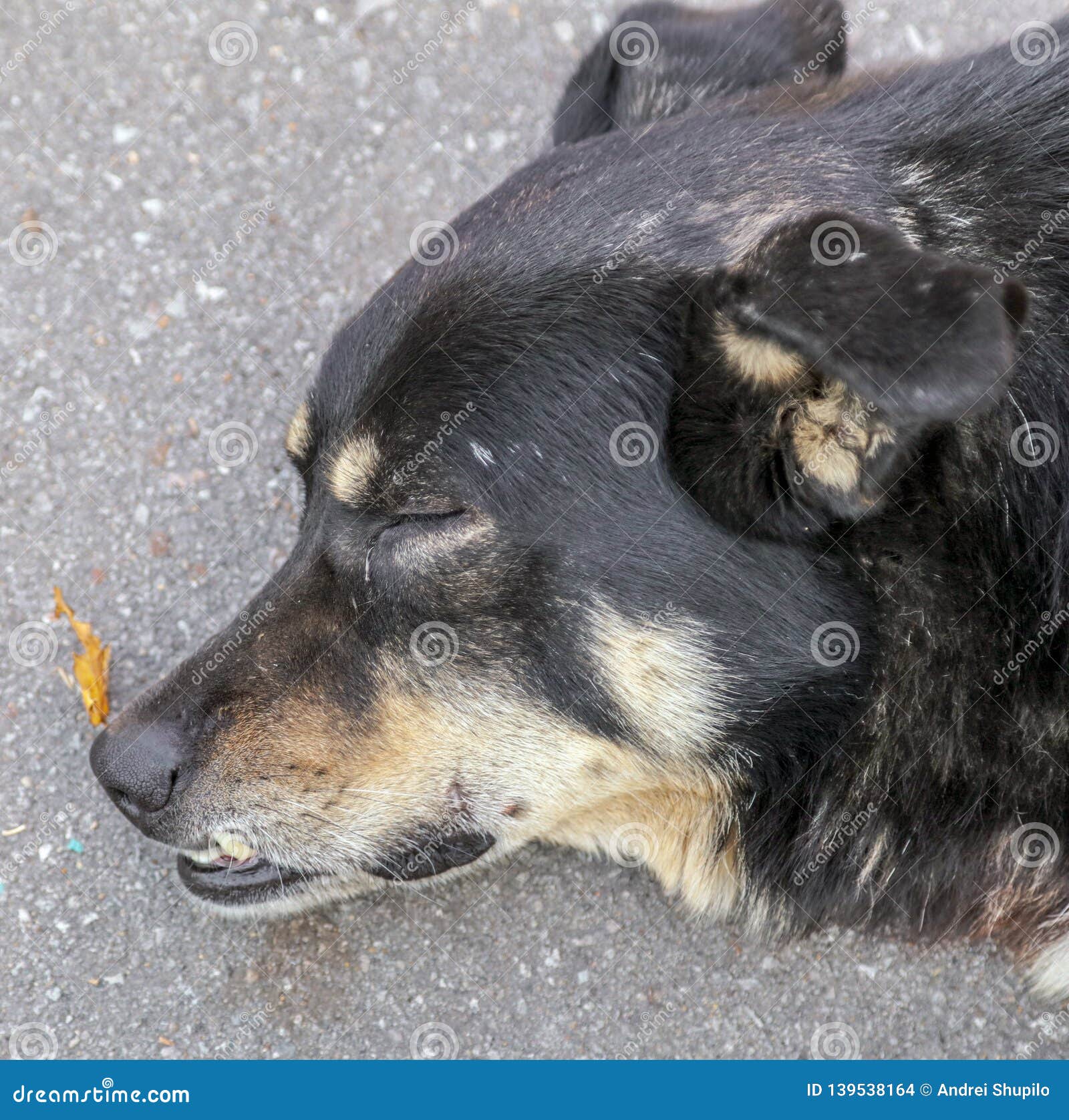 The Dog Sleeps on the Asphalt Road Stock Photo Image of outdoor