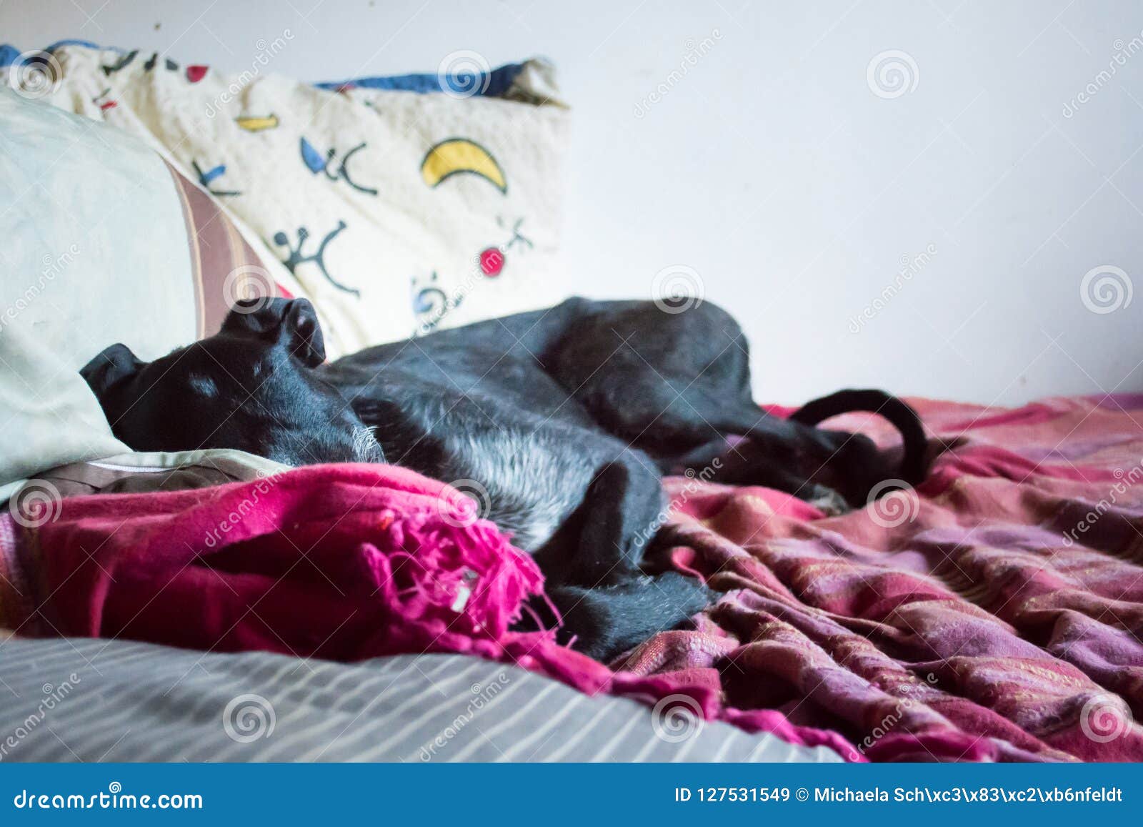 Dog sleeps in a bed stock image. Image of petted, purebreed 127531549