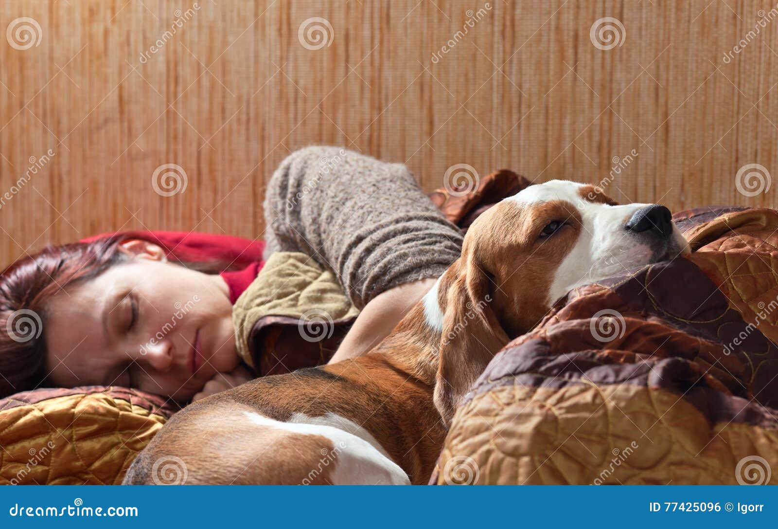Dog Sleeps on the Bed with the Mistress Stock Photo Image of lying