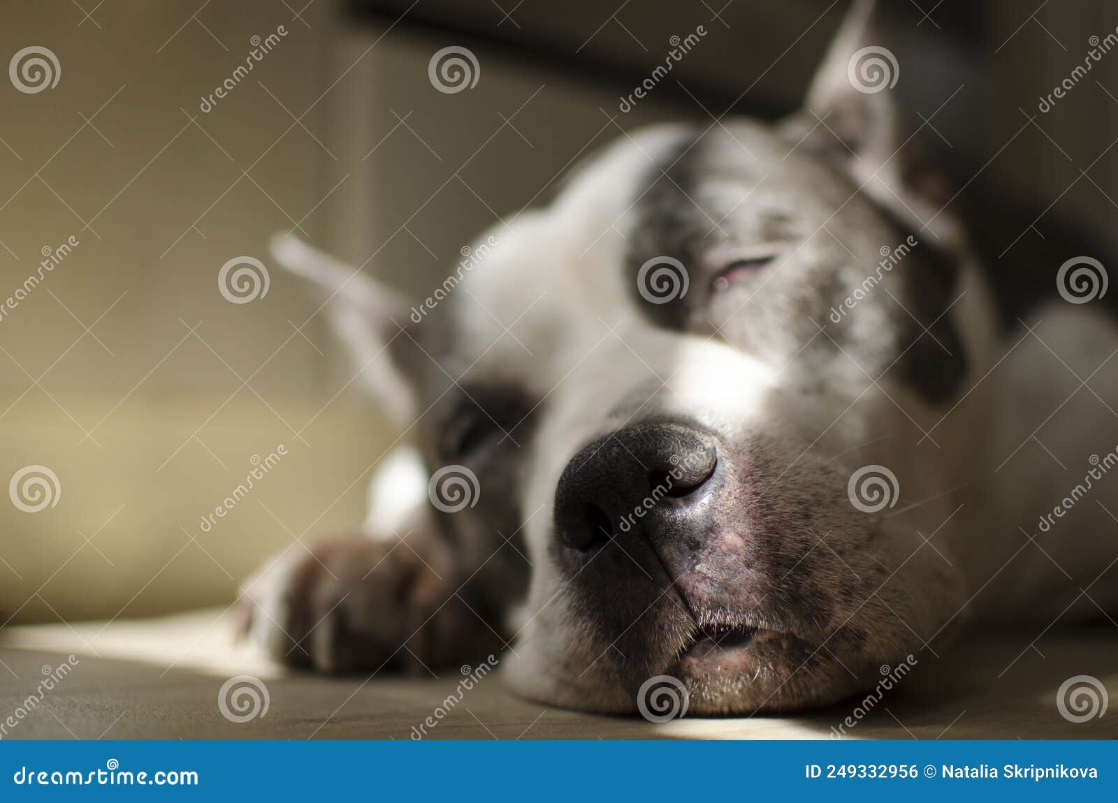 The Dog Sleeps on the Floor Under the Rays of the Sun Stock Photo